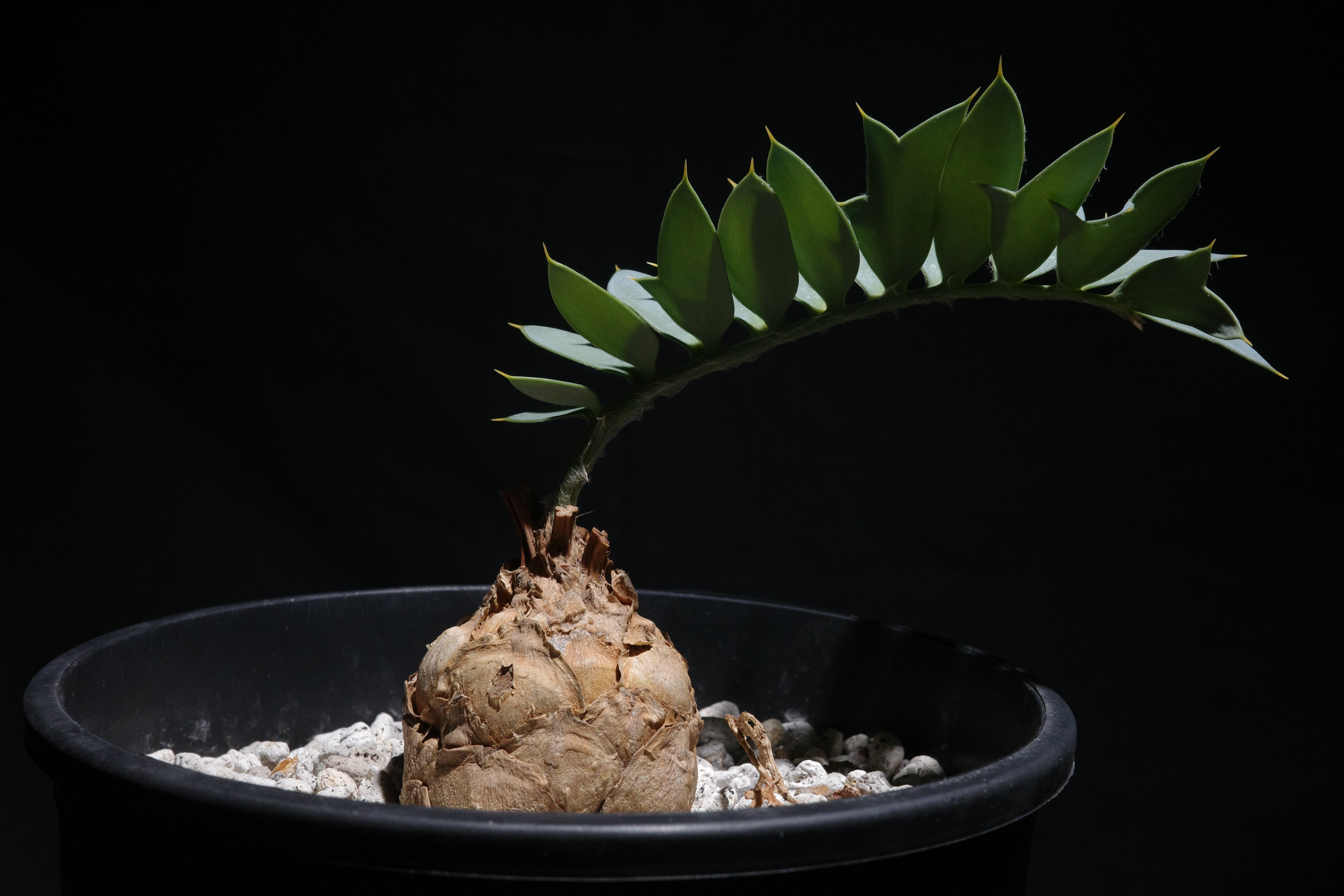 エンセファラルトス・ホリダス｜Encephalartos horridus ①