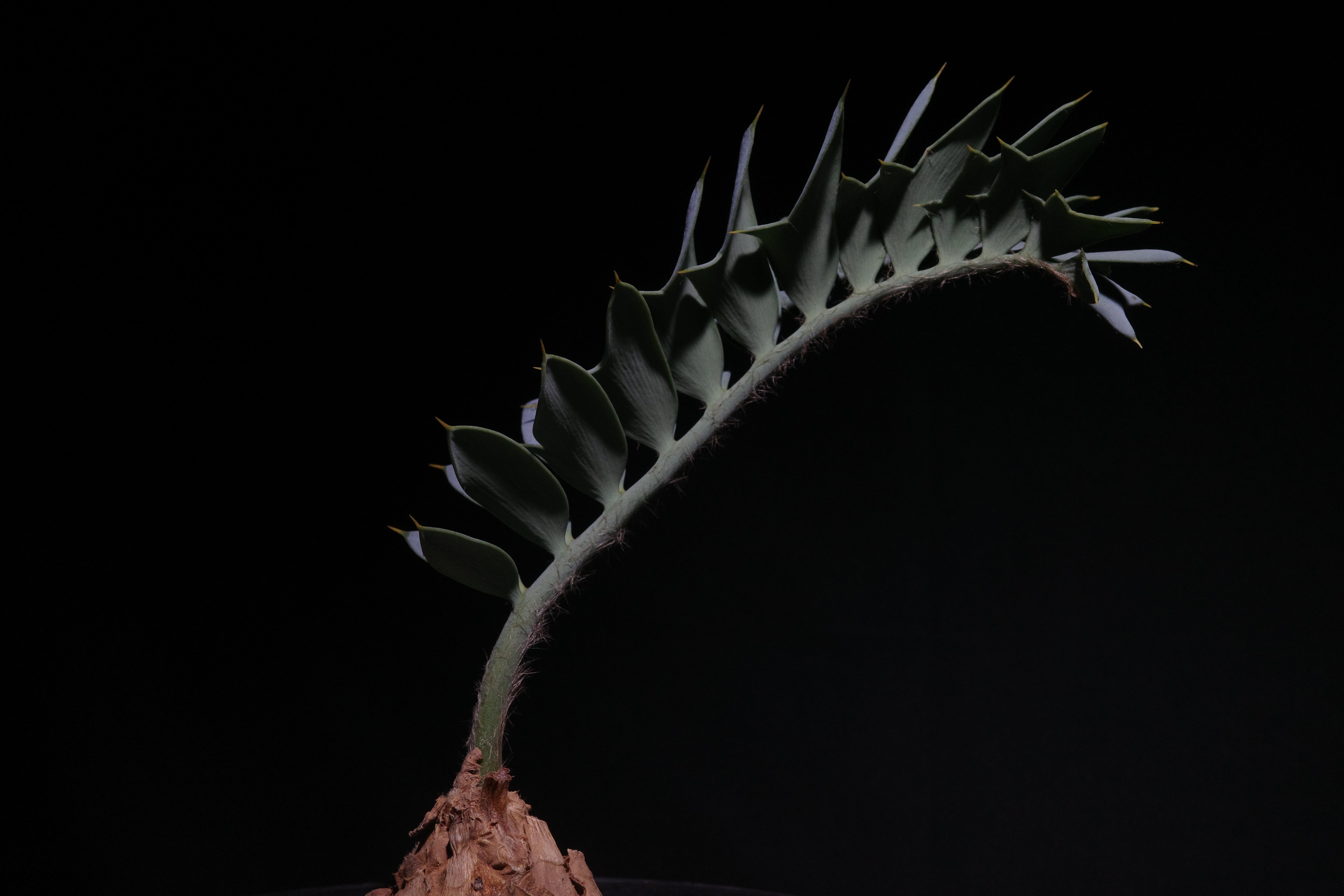 エンセファラルトス・ホリダス｜Encephalartos horridus ③