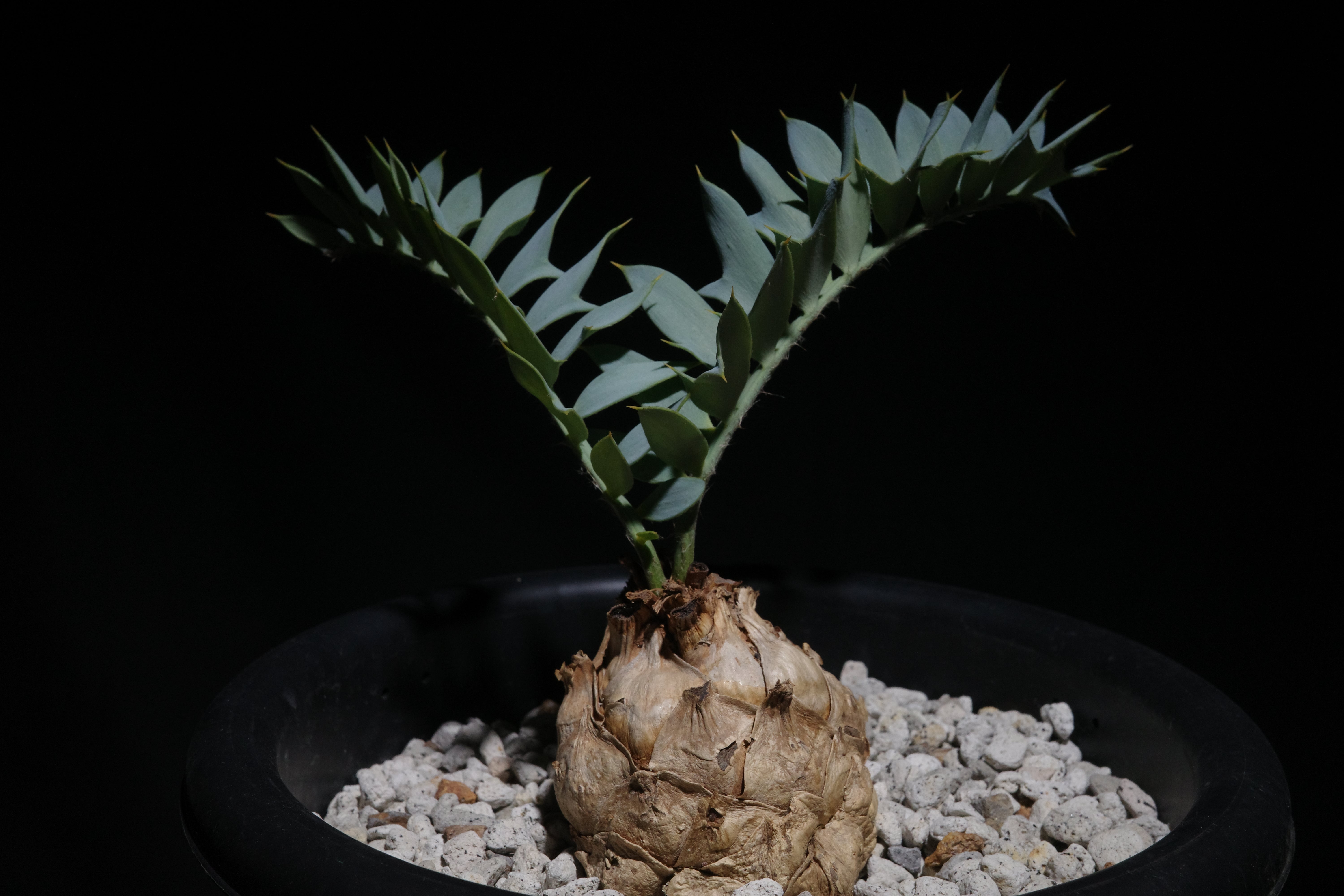 Euphorbia horridus 観葉植物　エンセファラルトス・ホリダス ホリダス多頭株(4頭) | trigger