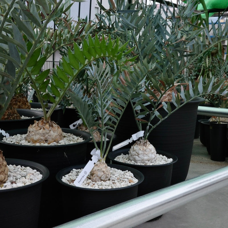 “ドワーフ”という言葉の暴走。ホリダス市場で何が起きているのか