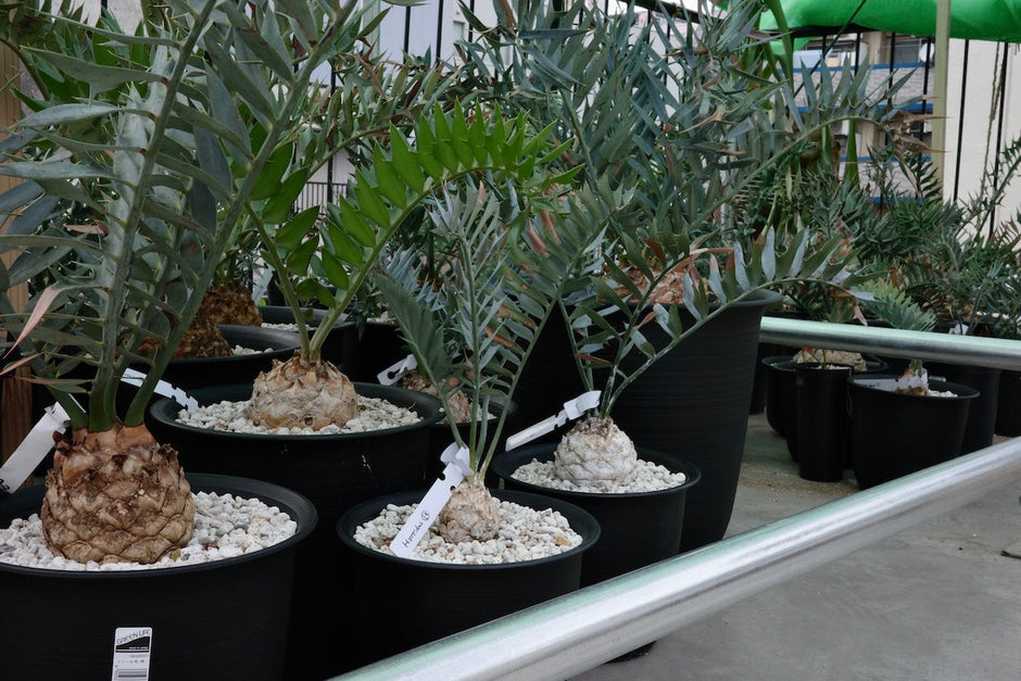 “ドワーフ”という言葉の暴走。ホリダス市場で何が起きているのか