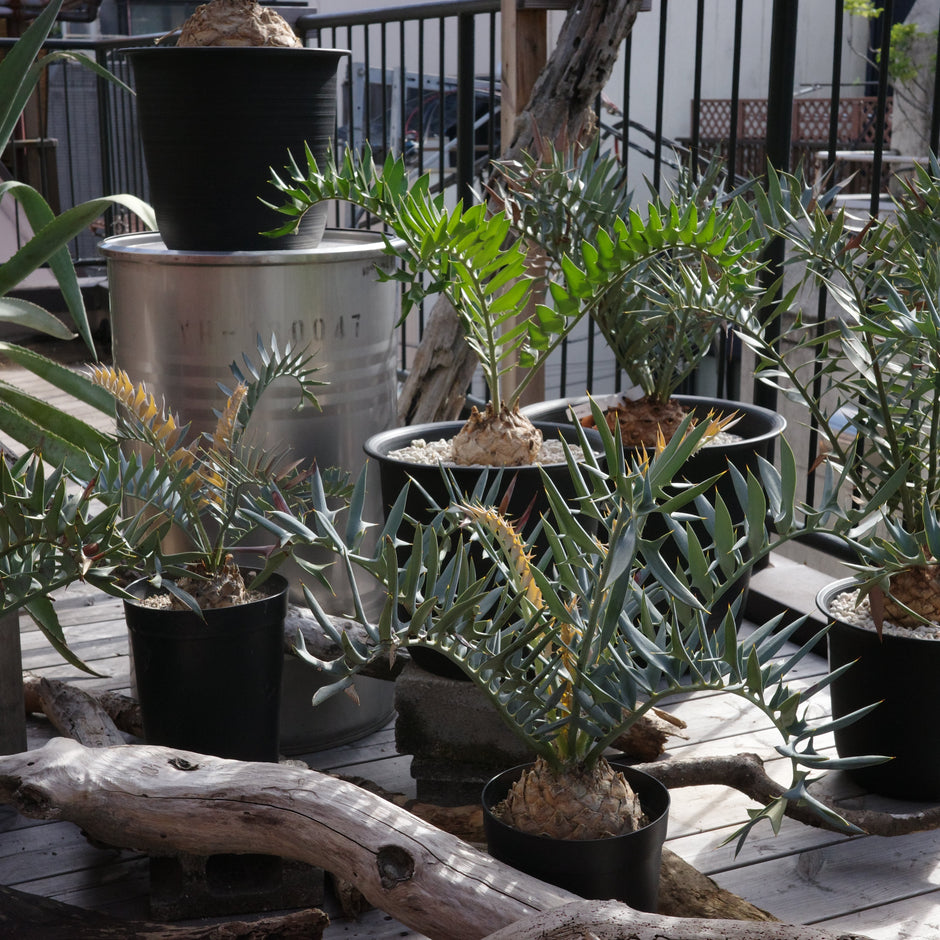 屋上で十年、ホリダスを見てきた話。