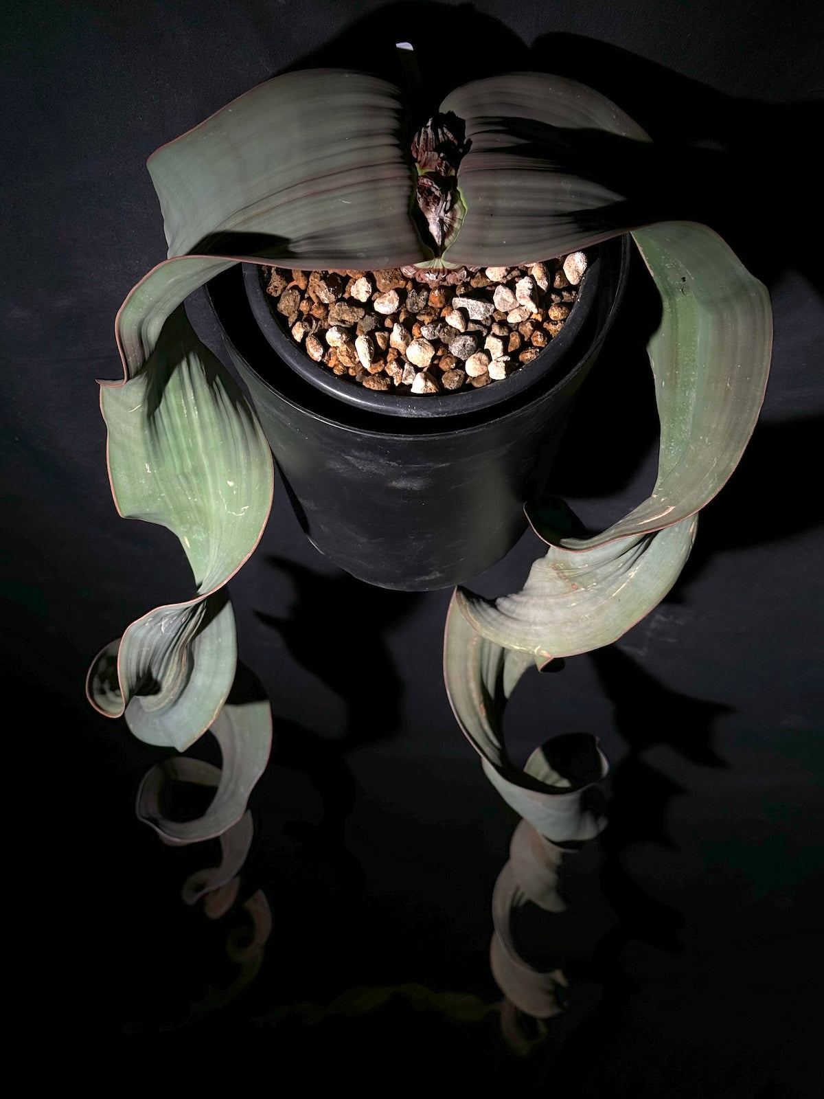名作 奇想天外｜Welwitschia mirabilis – ROUTE BOTANICALS 塊根植物・コーデックス
