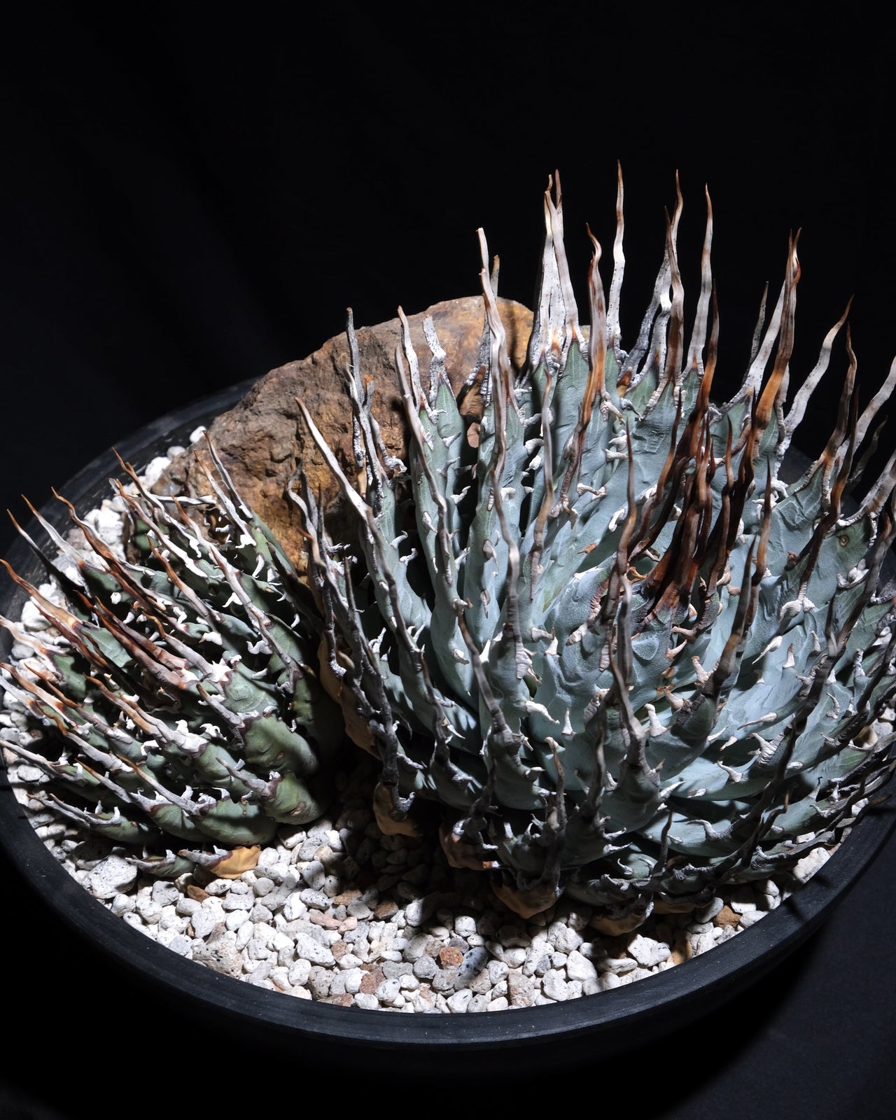 Agave utahensis var. eborispina　＃1