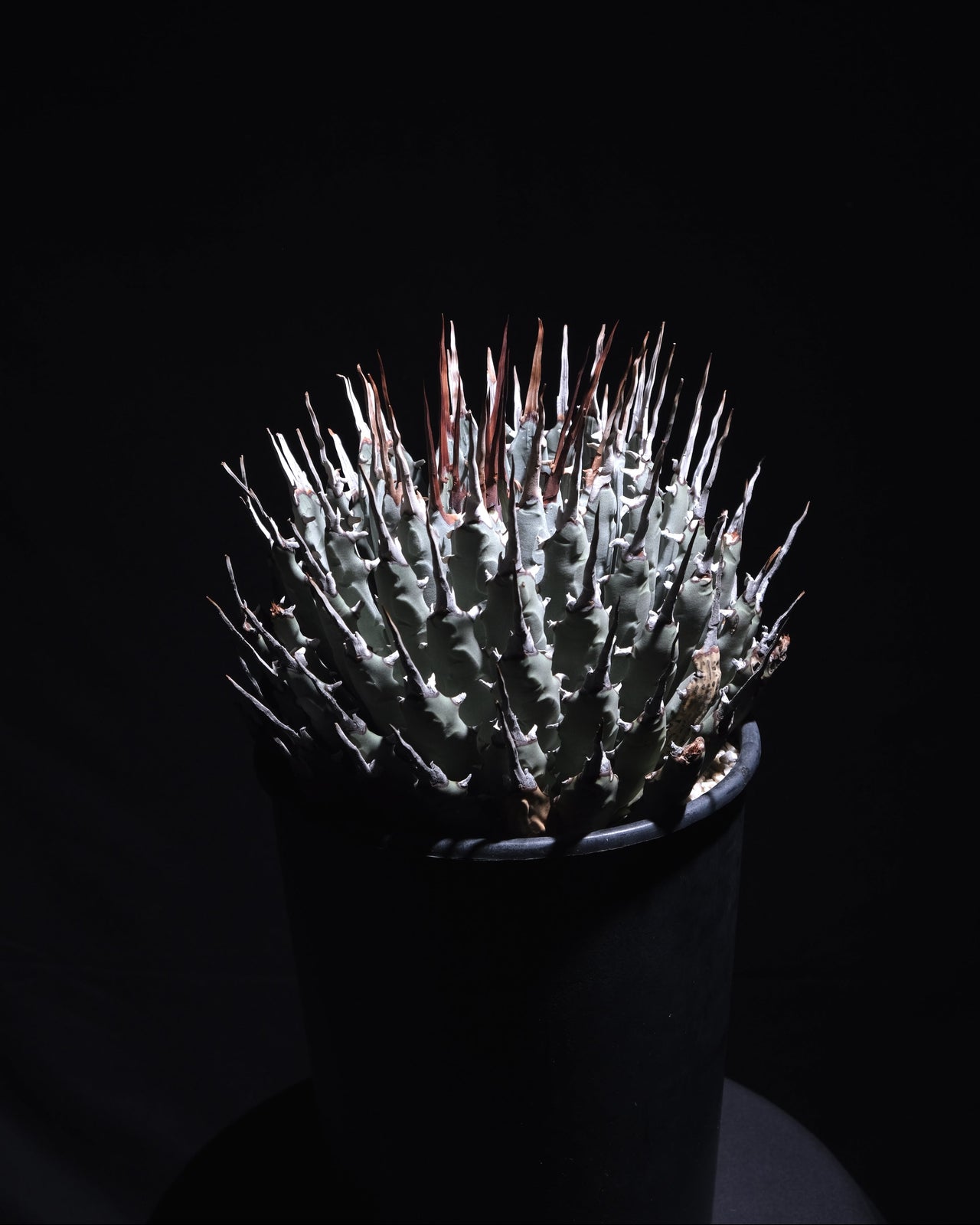 Agave utahensis var. eborispina　＃2