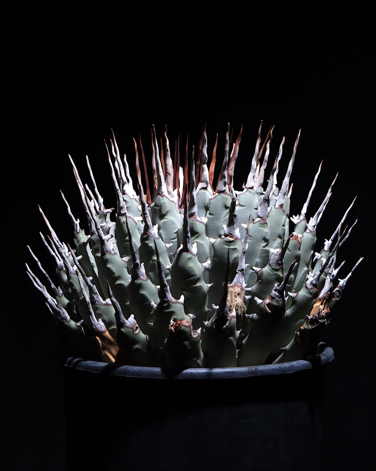 Agave utahensis var. eborispina　＃2