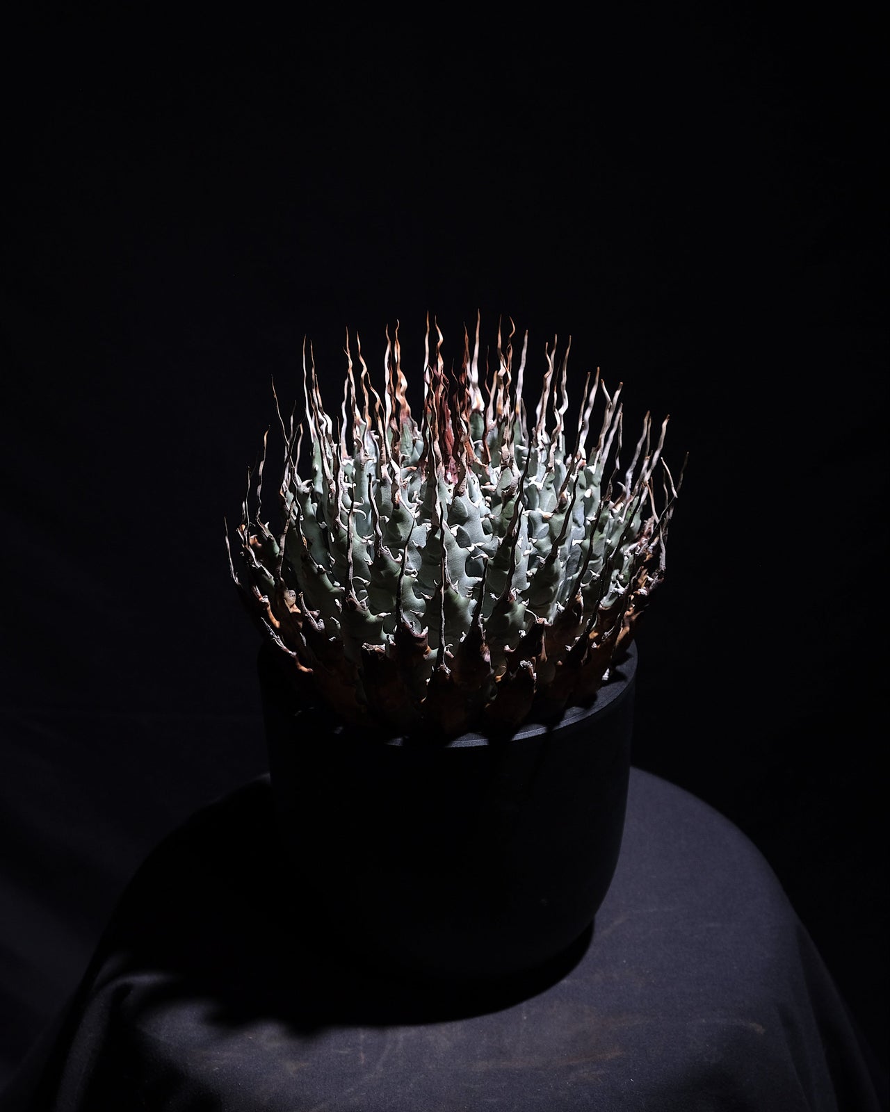 Agave utahensis var. eborispina　＃3