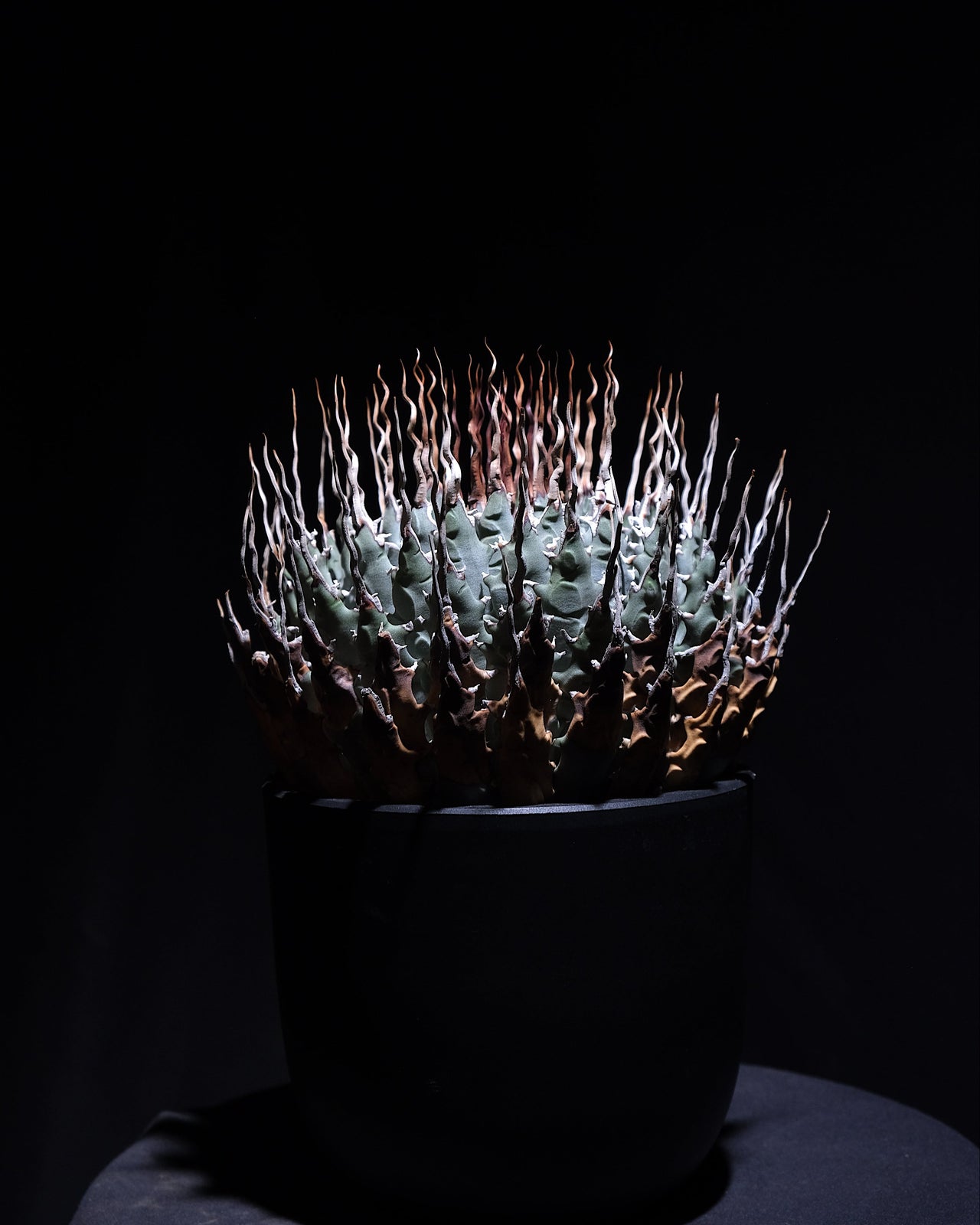 Agave utahensis var. eborispina　＃3