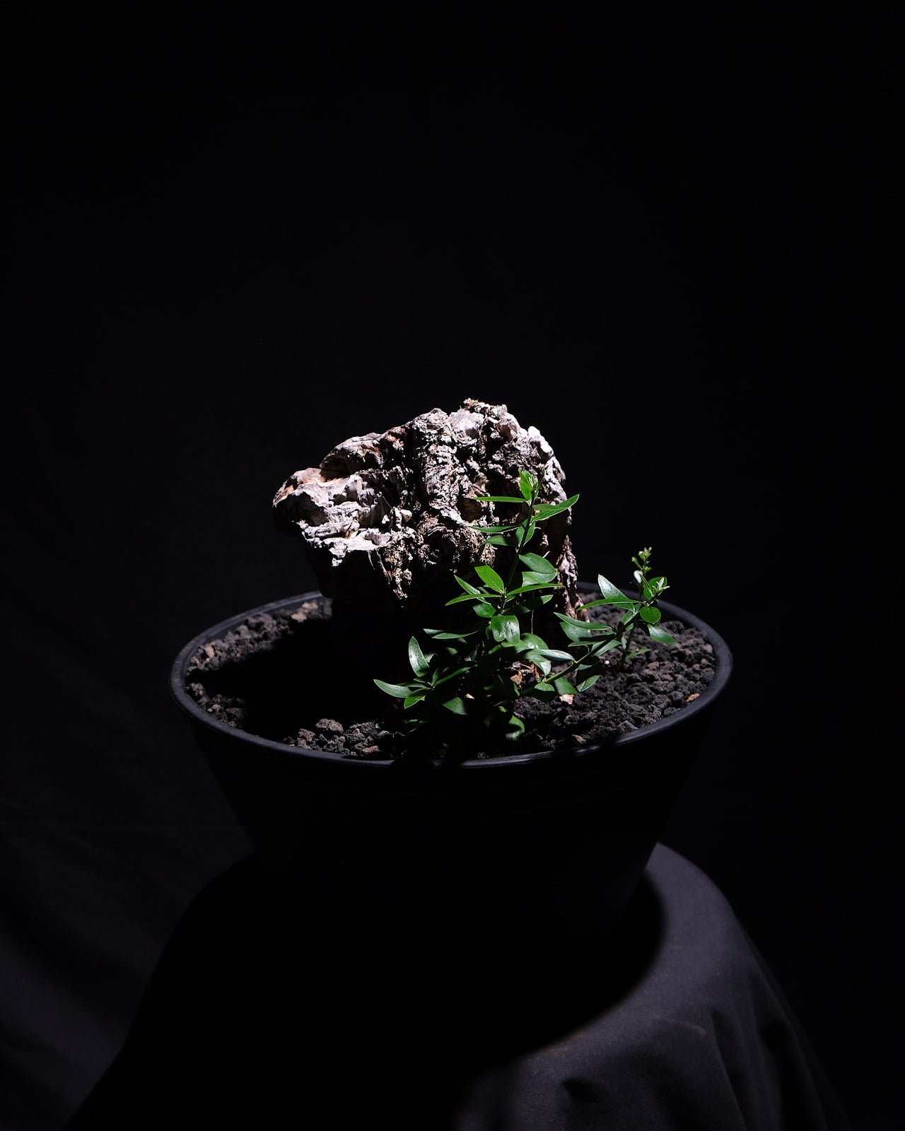 古木オリーブ　＃1
