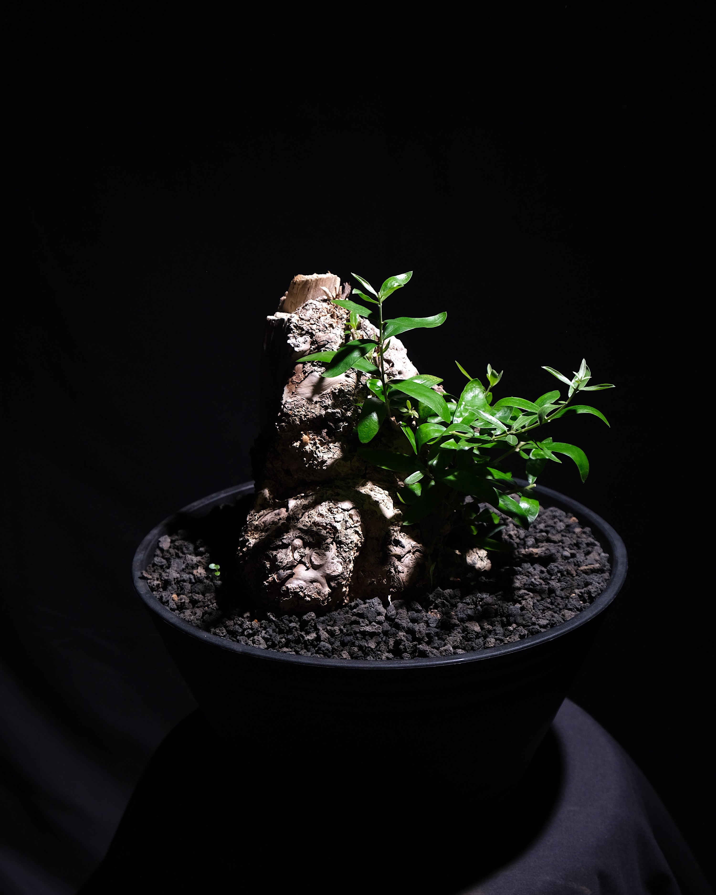 古木オリーブ ＃2 – ROUTE BOTANICALS
