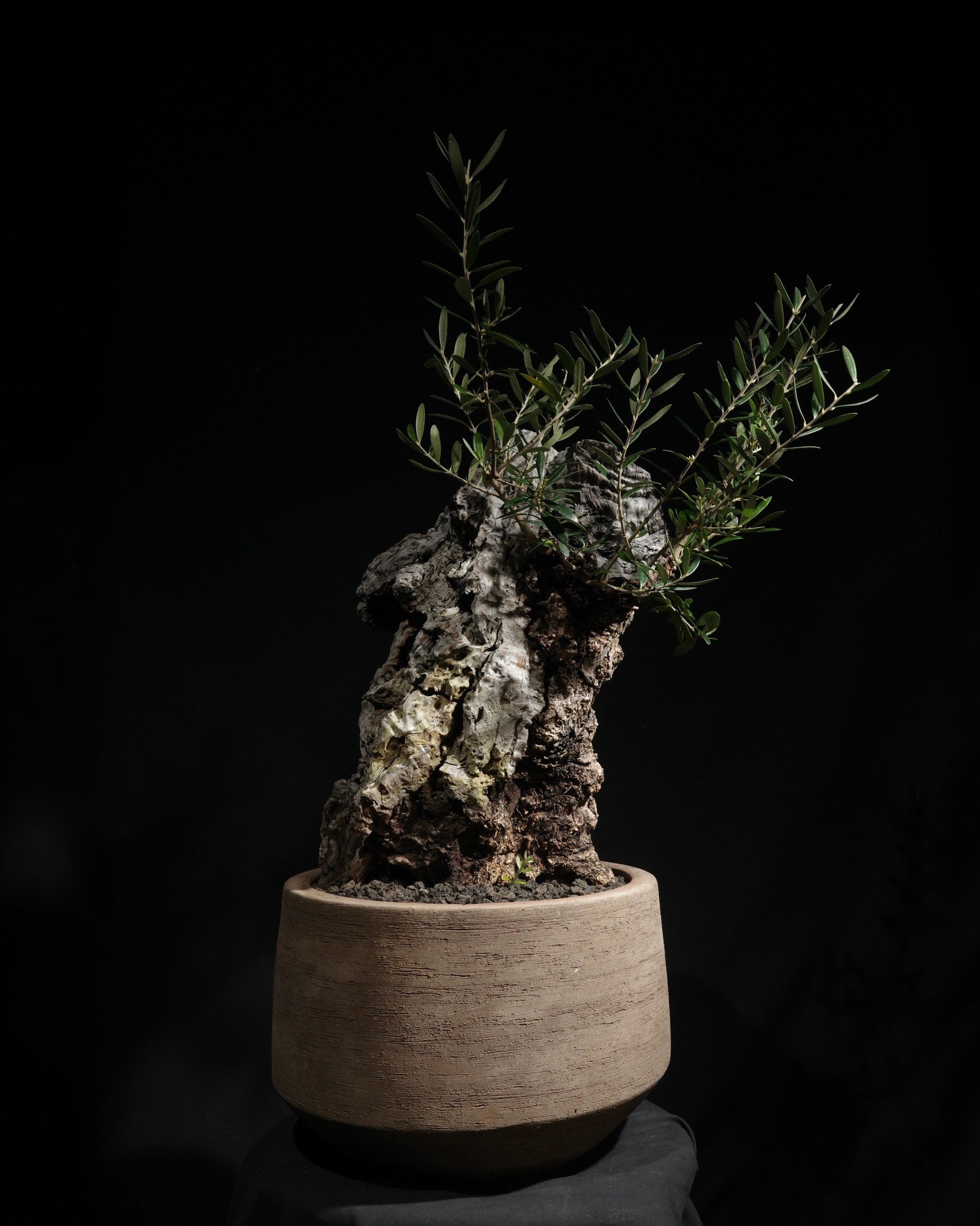 Old Olive – ROUTE BOTANICALS