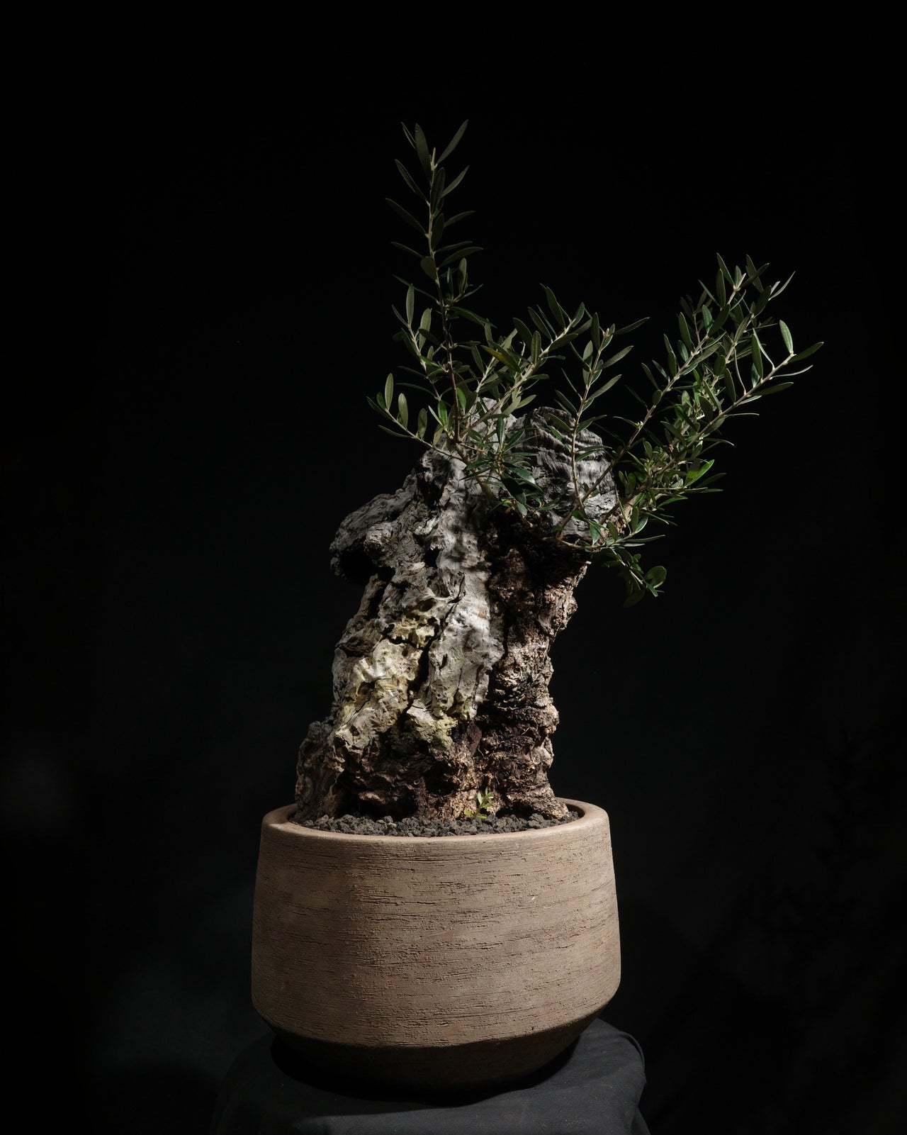 古木オリーブ　OLD OLIVE　