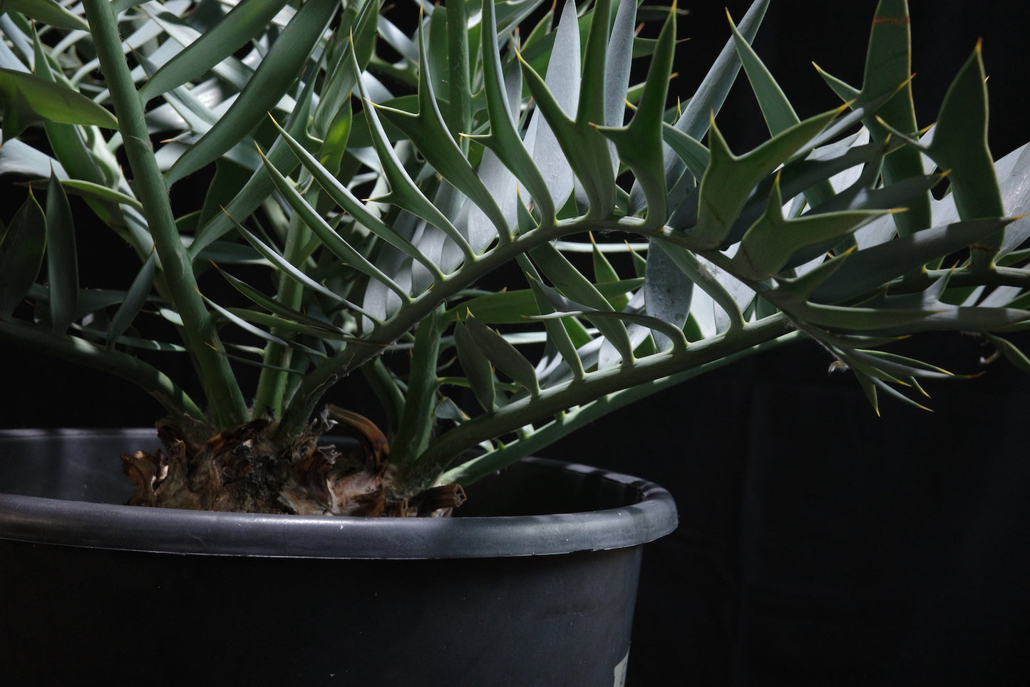 エンセファラルトス・ホリダス〈モンストローサ〉｜Encephalartos horridus "monstrosa"