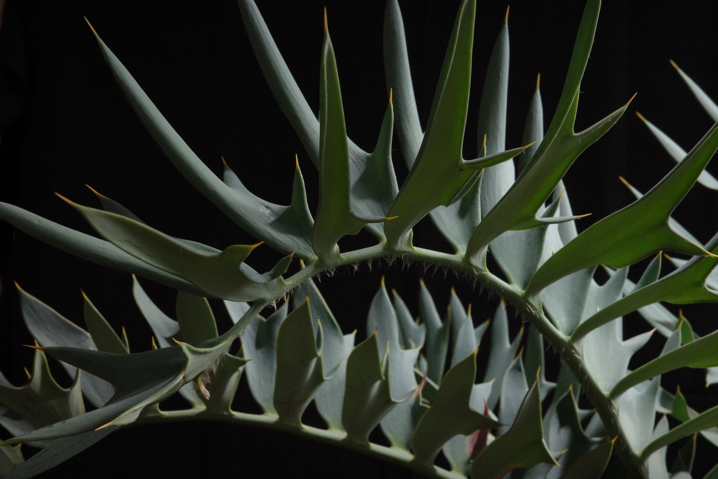 エンセファラルトス・ホリダス｜Encephalartos horridus