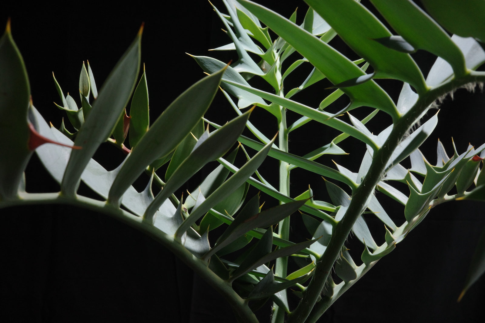 エンセファラルトス・ホリダス｜Encephalartos horridus – ROUTE BOTANICALS