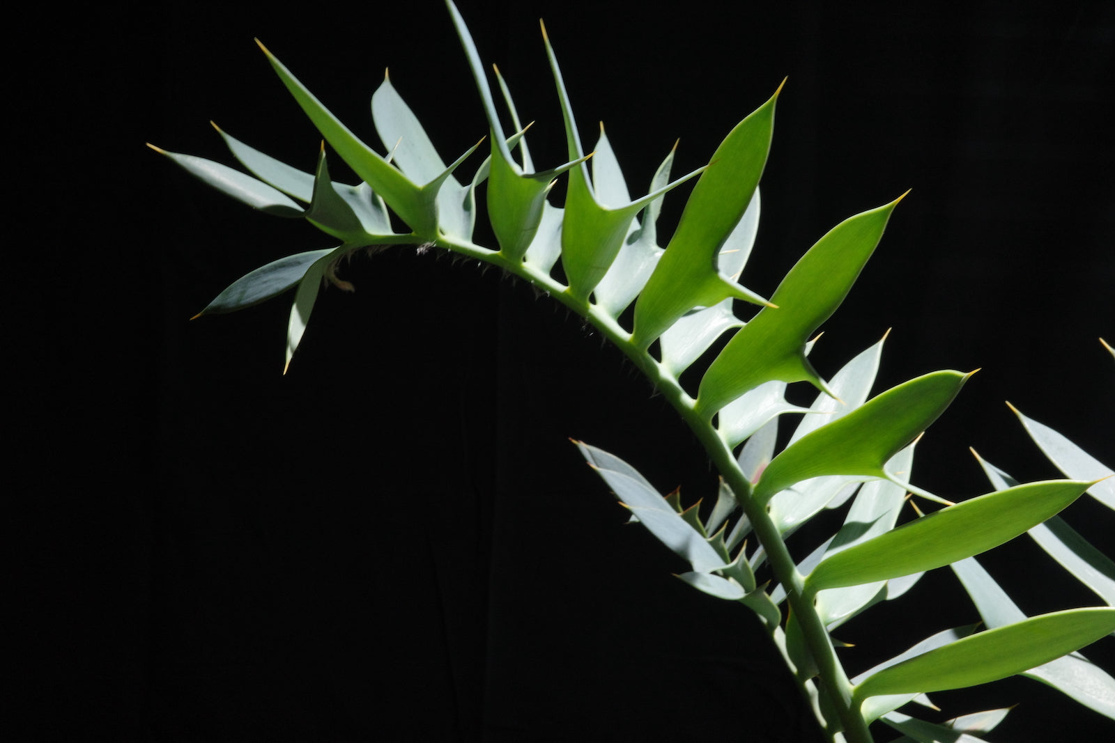 エンセファラルトス・ホリダス｜Encephalartos horridus – ROUTE BOTANICALS