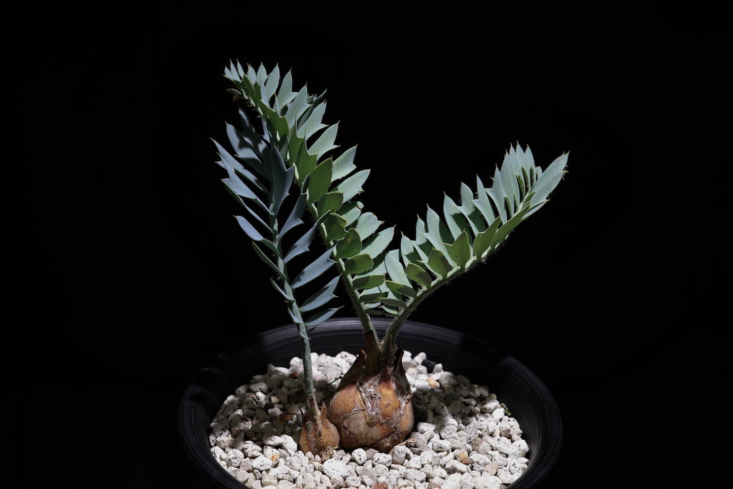 エンセファラルトス・ホリダス｜Encephalartos horridus