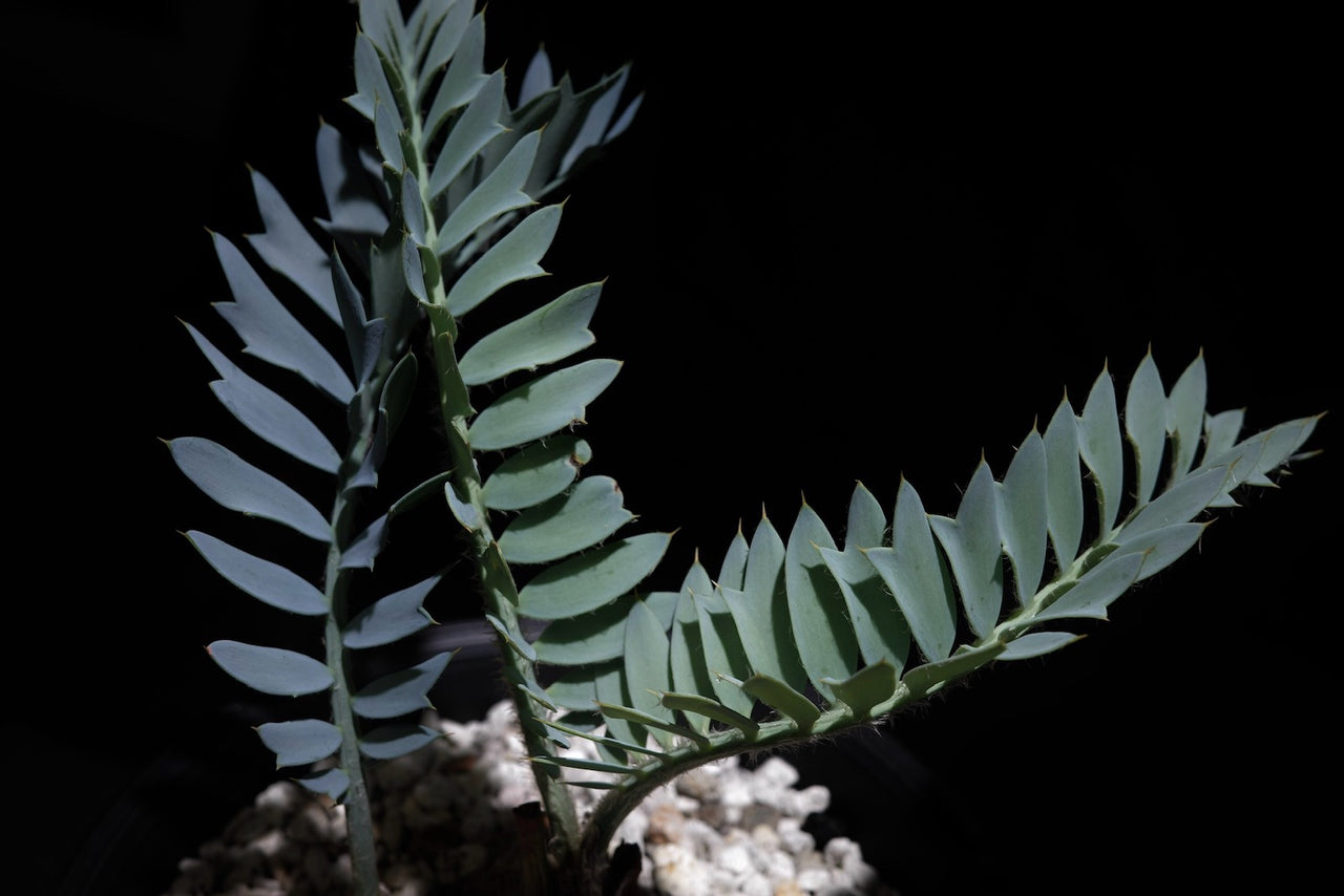 エンセファラルトス・ホリダス｜Encephalartos horridus