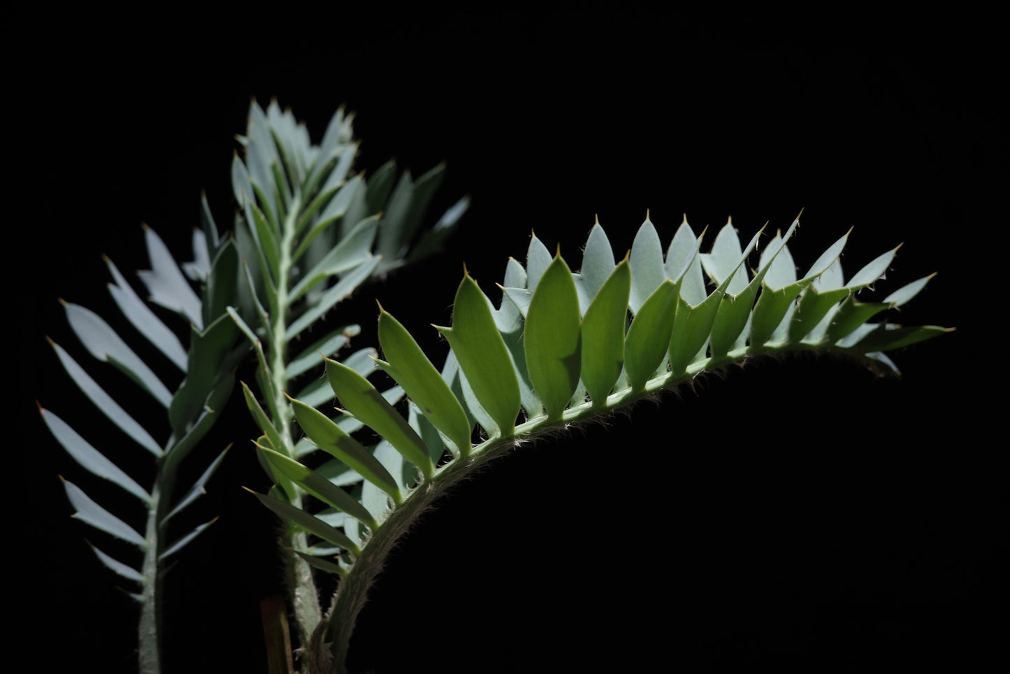 エンセファラルトス・ホリダス｜Encephalartos horridus