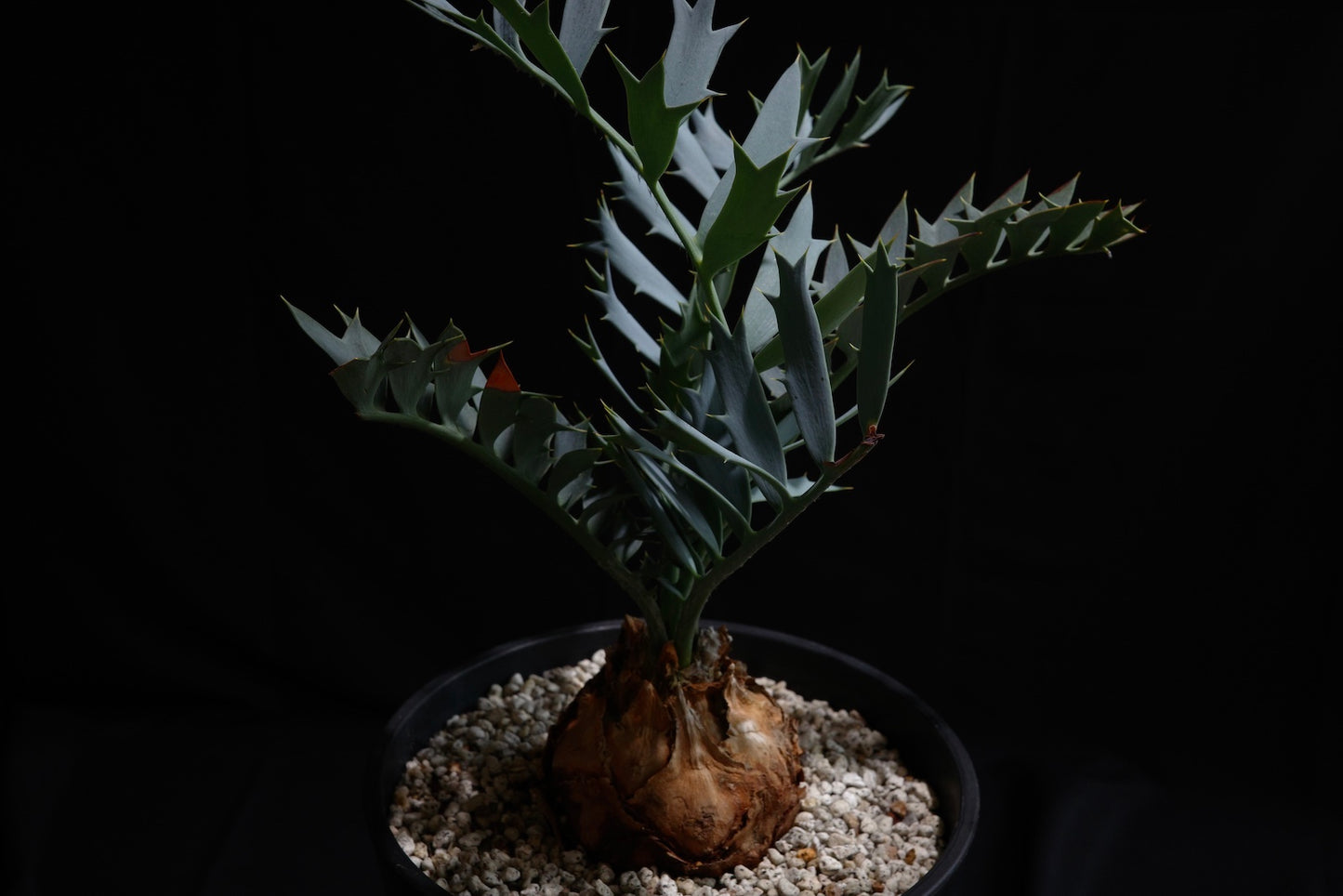 エンセファラルトス・ホリダス｜Encephalartos horridus