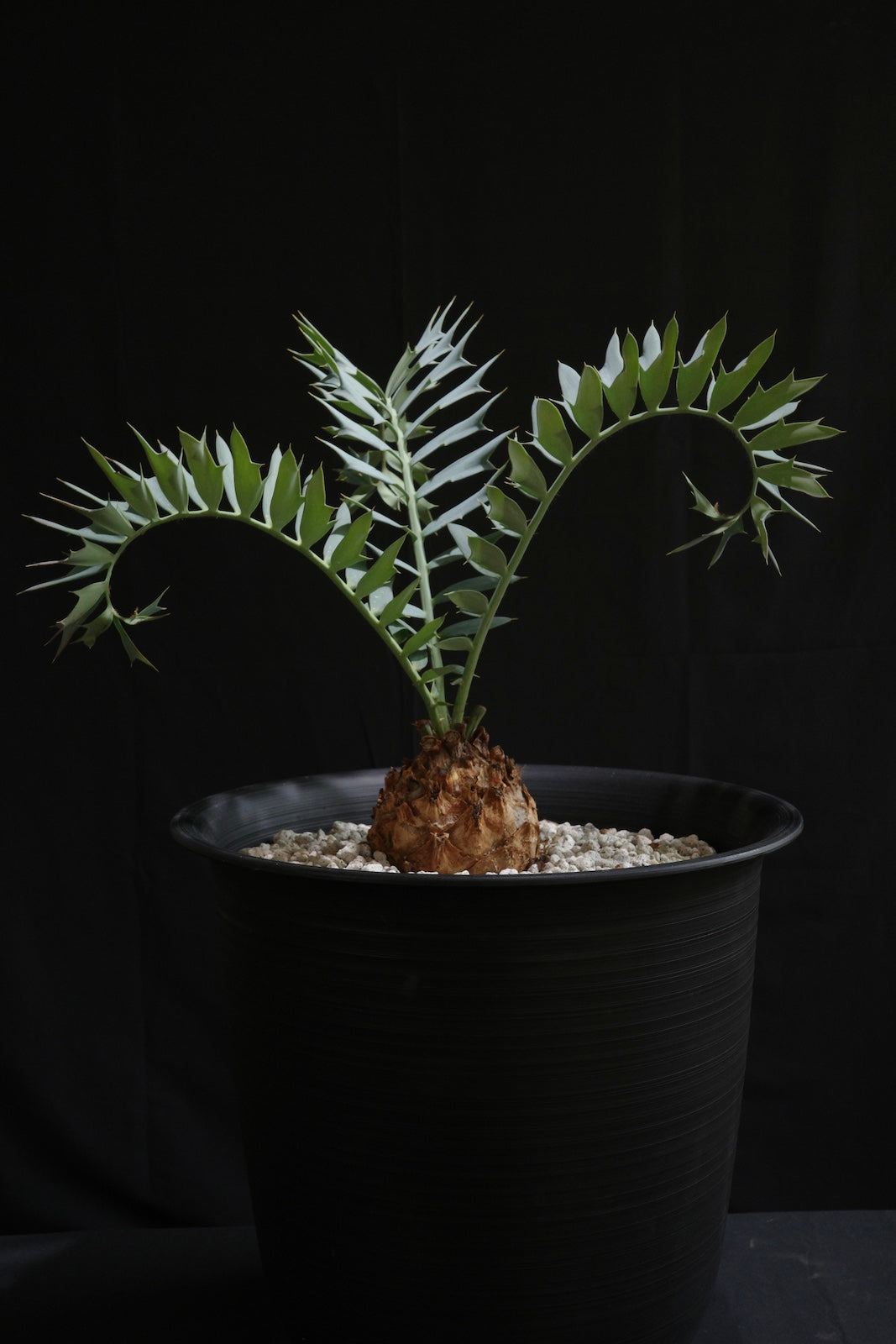 エンセファラルトス・ホリダス｜Encephalartos horridus