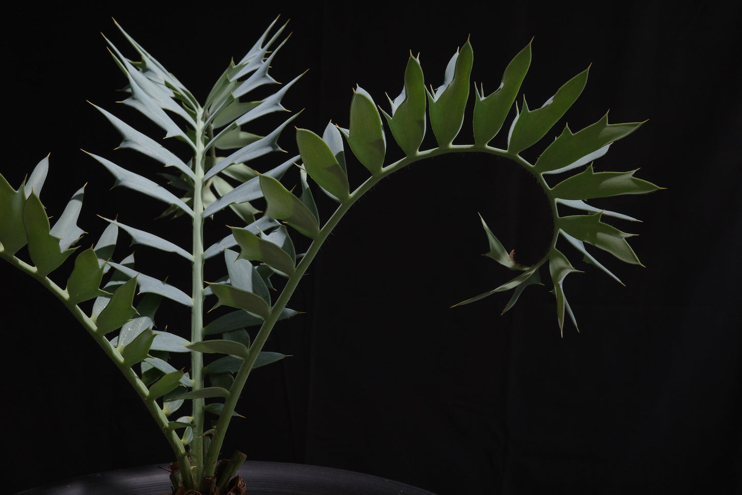 エンセファラルトス・ホリダス｜Encephalartos horridus