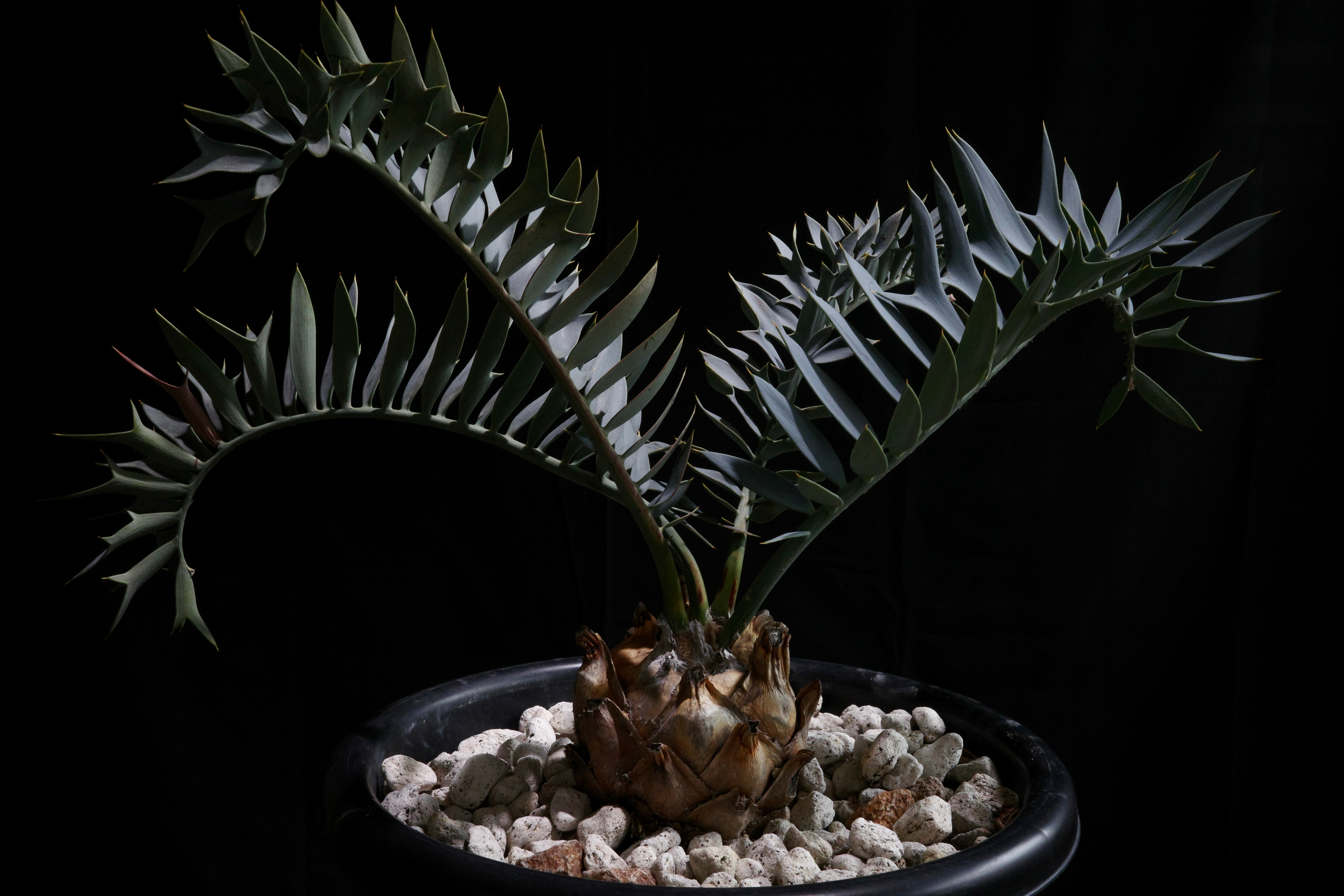 エンセファラルトス・アレナリウス ｜Encephalartos arenarius 'true blue' – ROUTE BOTANICALS