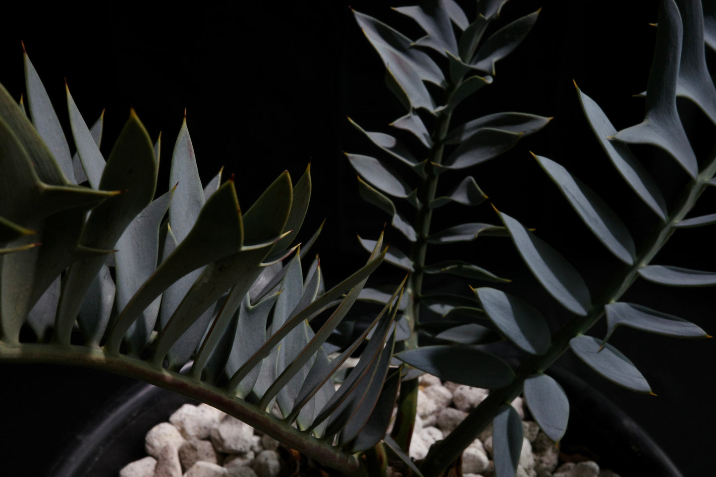 エンセファラルトス・アレナリウス ｜Encephalartos arenarius　'true blue'