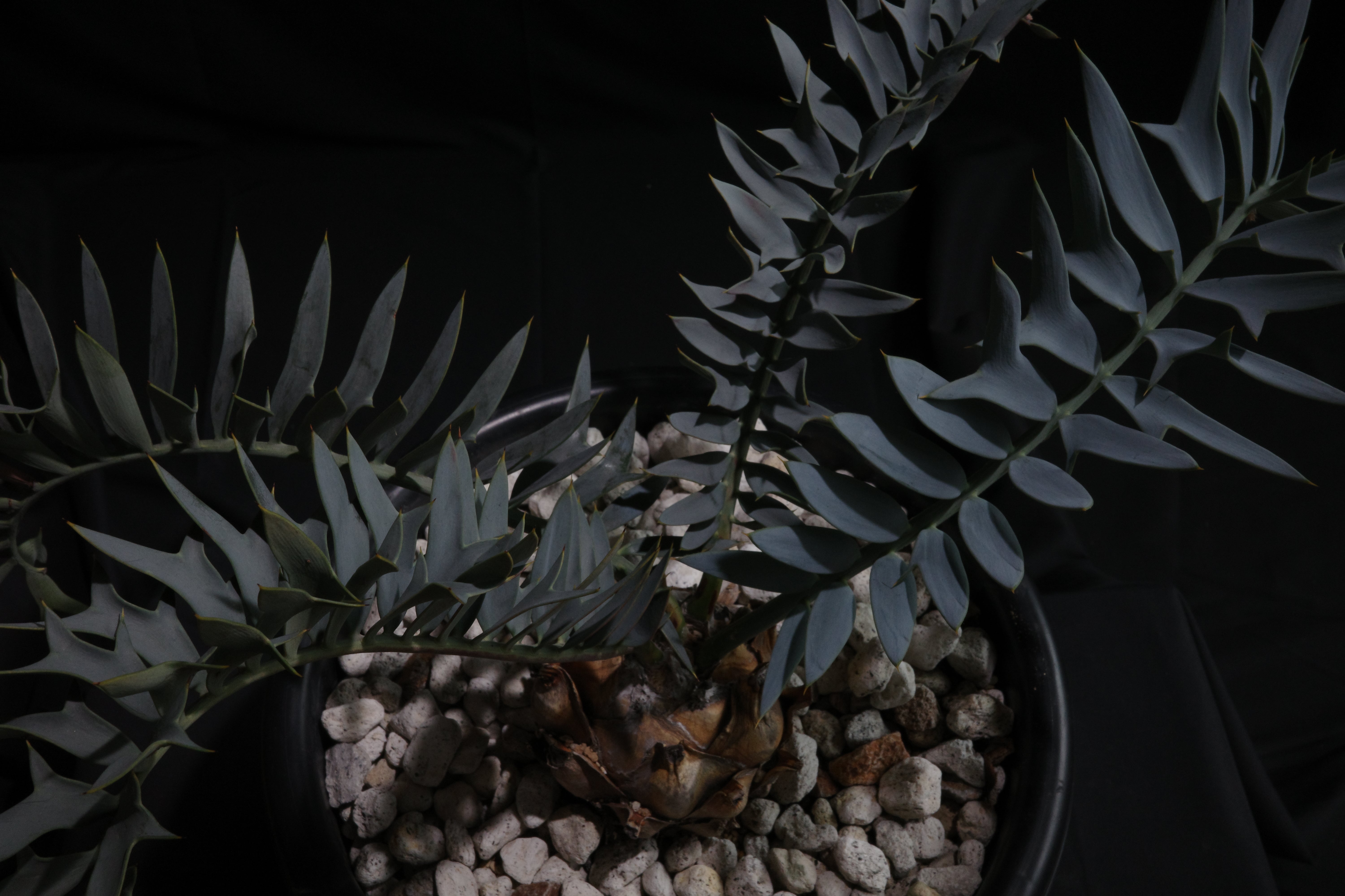 エンセファラルトス・アレナリウス ｜Encephalartos arenarius 'true blue' – ROUTE BOTANICALS