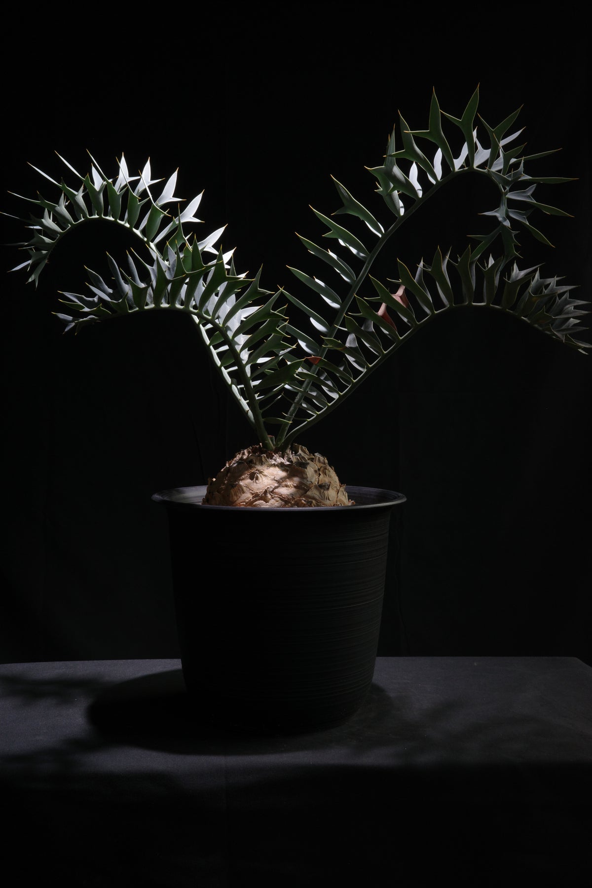 エンセファラルトス・ホリダス｜Encephalartos horridus – ROUTE 
