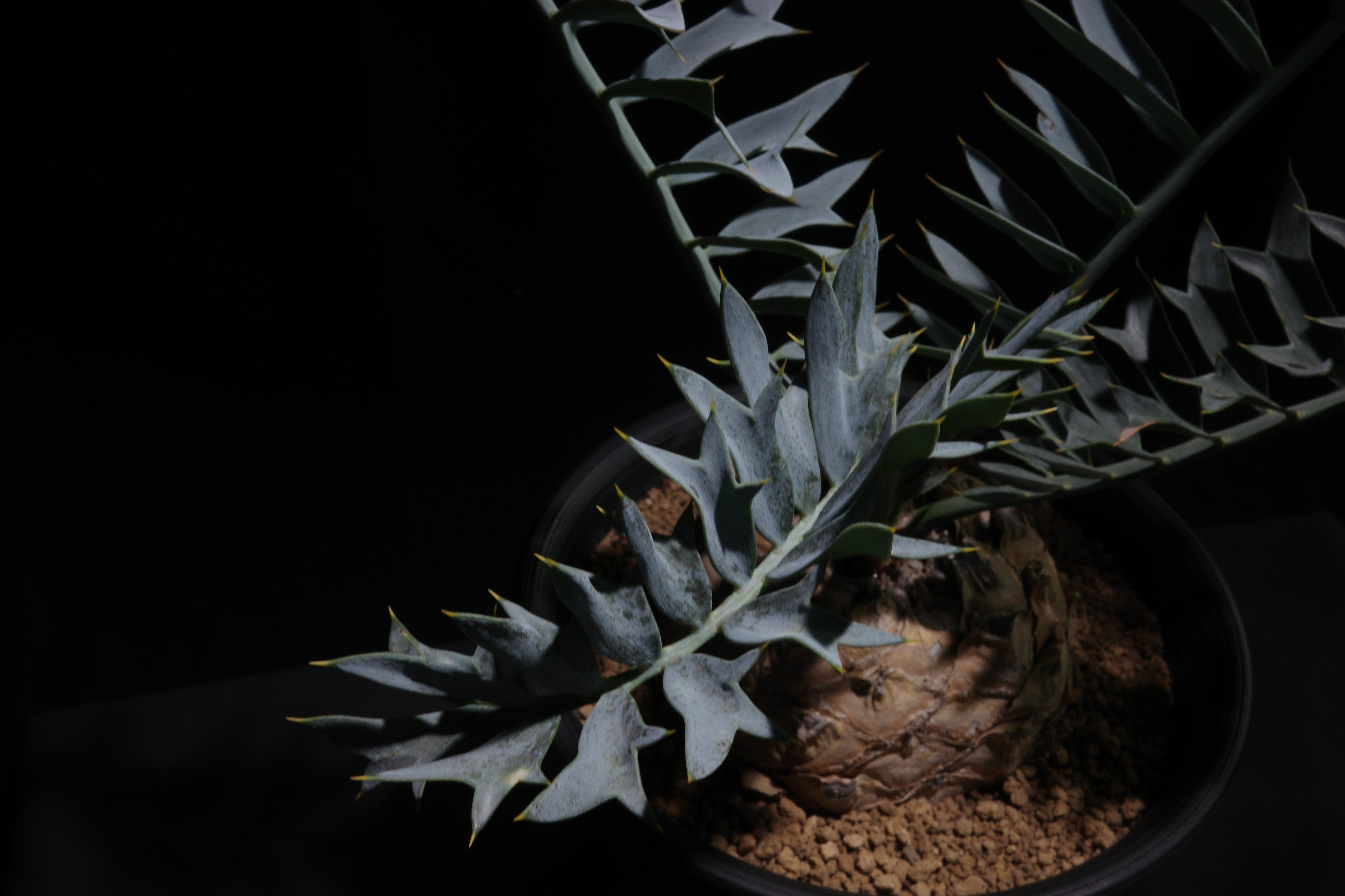 エンセファラルトス・ホリダス｜Encephalartos horridus – ROUTE BOTANICALS