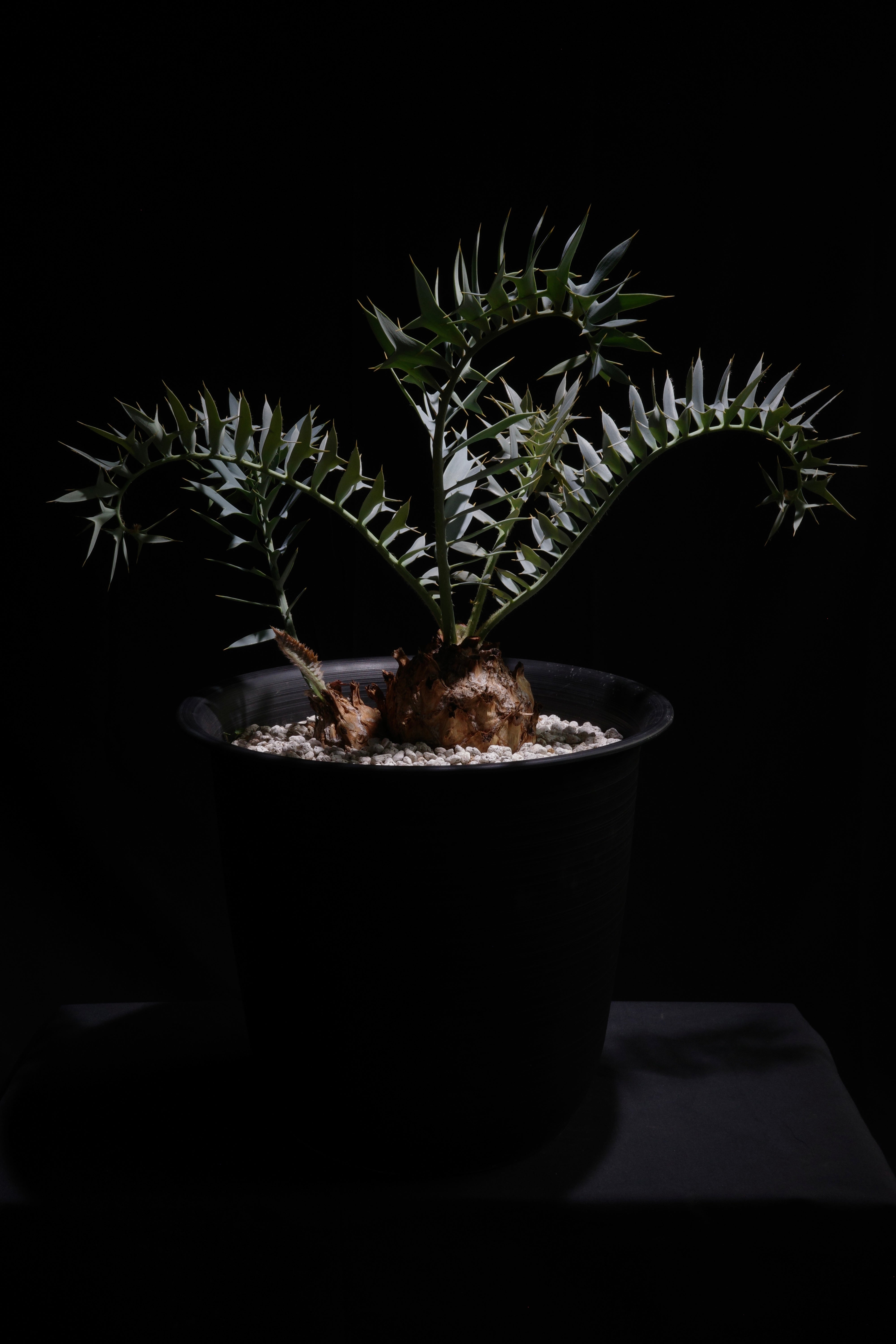 エンセファラルトス・ホリダス｜Encephalartos horridus 2heads