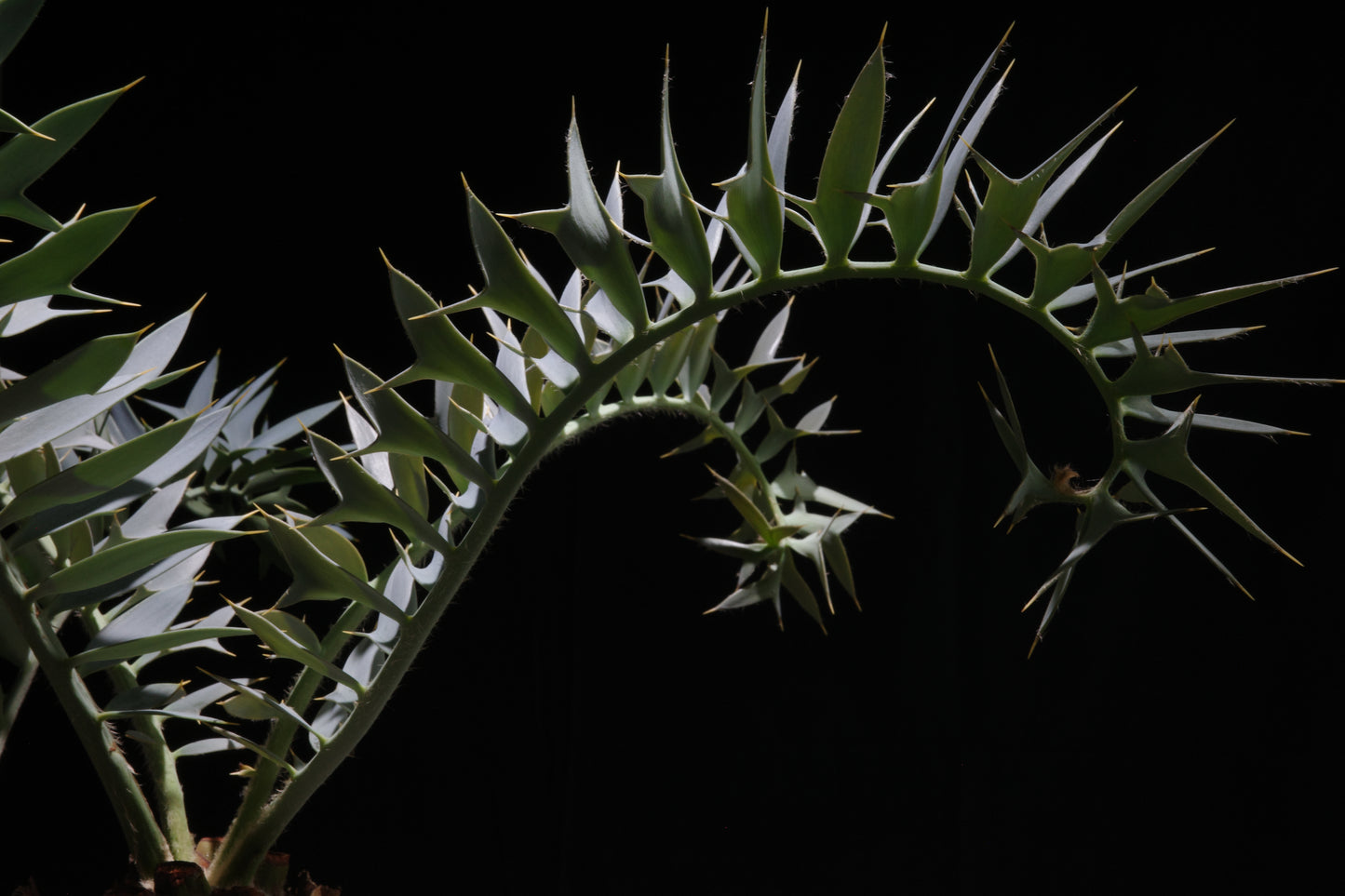 エンセファラルトス・ホリダス｜Encephalartos horridus   2heads