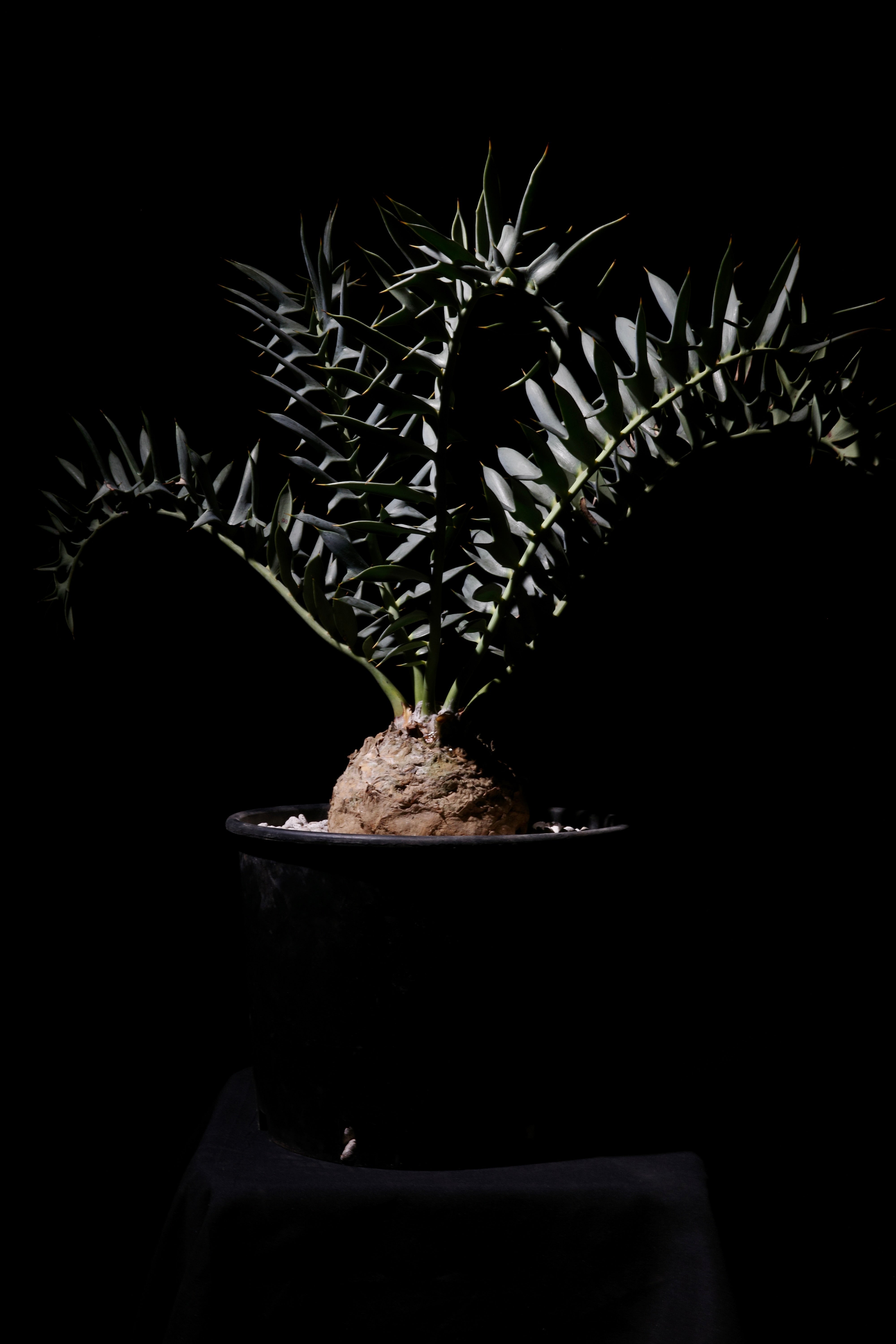 HORRIDUS – ROUTE BOTANICALS