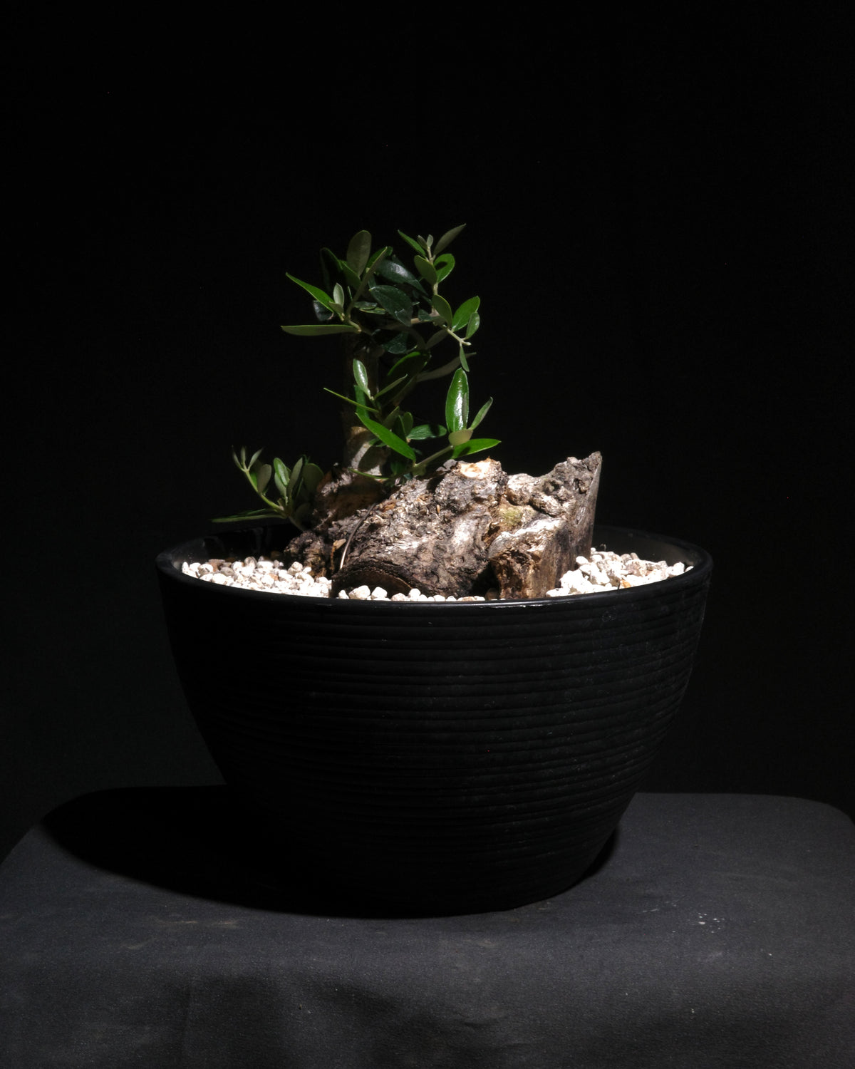 古木オリーブ｜Old Olive No.3 – ROUTE BOTANICALS