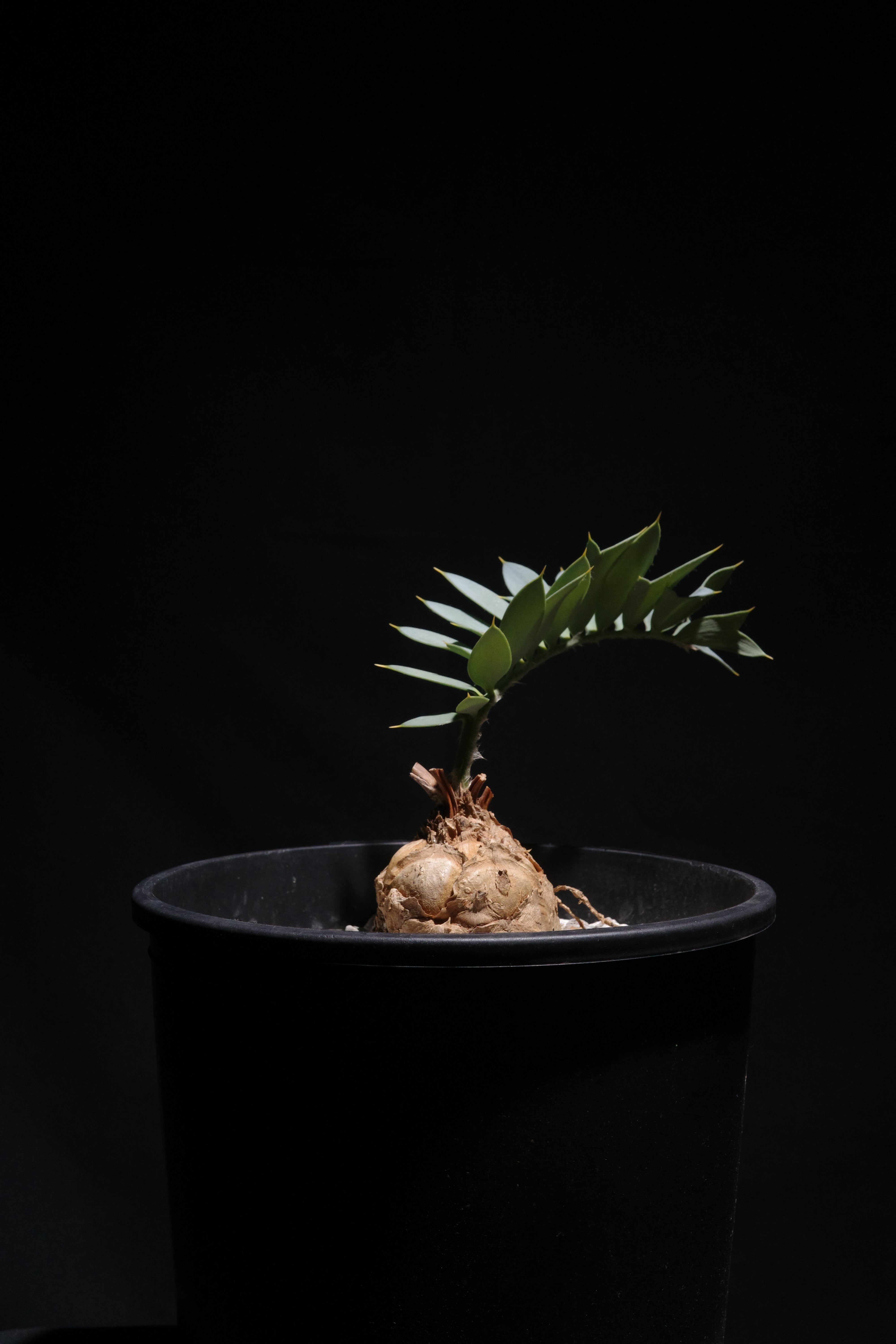 エンセファラルトスホリダス　Encephalartos horridus エンセファラルトス・ホリダス 03 Encephalartos horridus | Sun