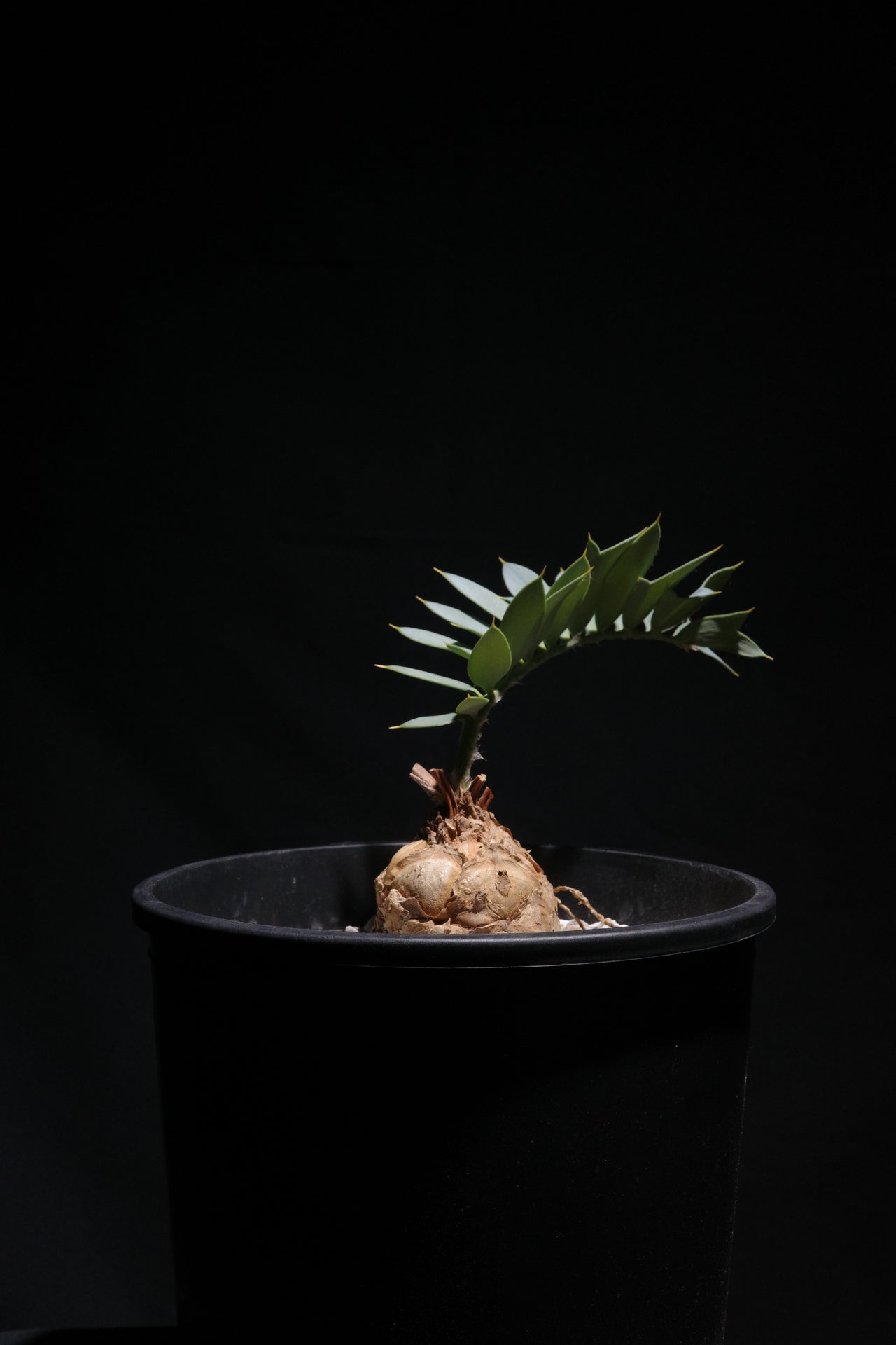 エンセファラルトス・ホリダス｜Encephalartos horridus　①