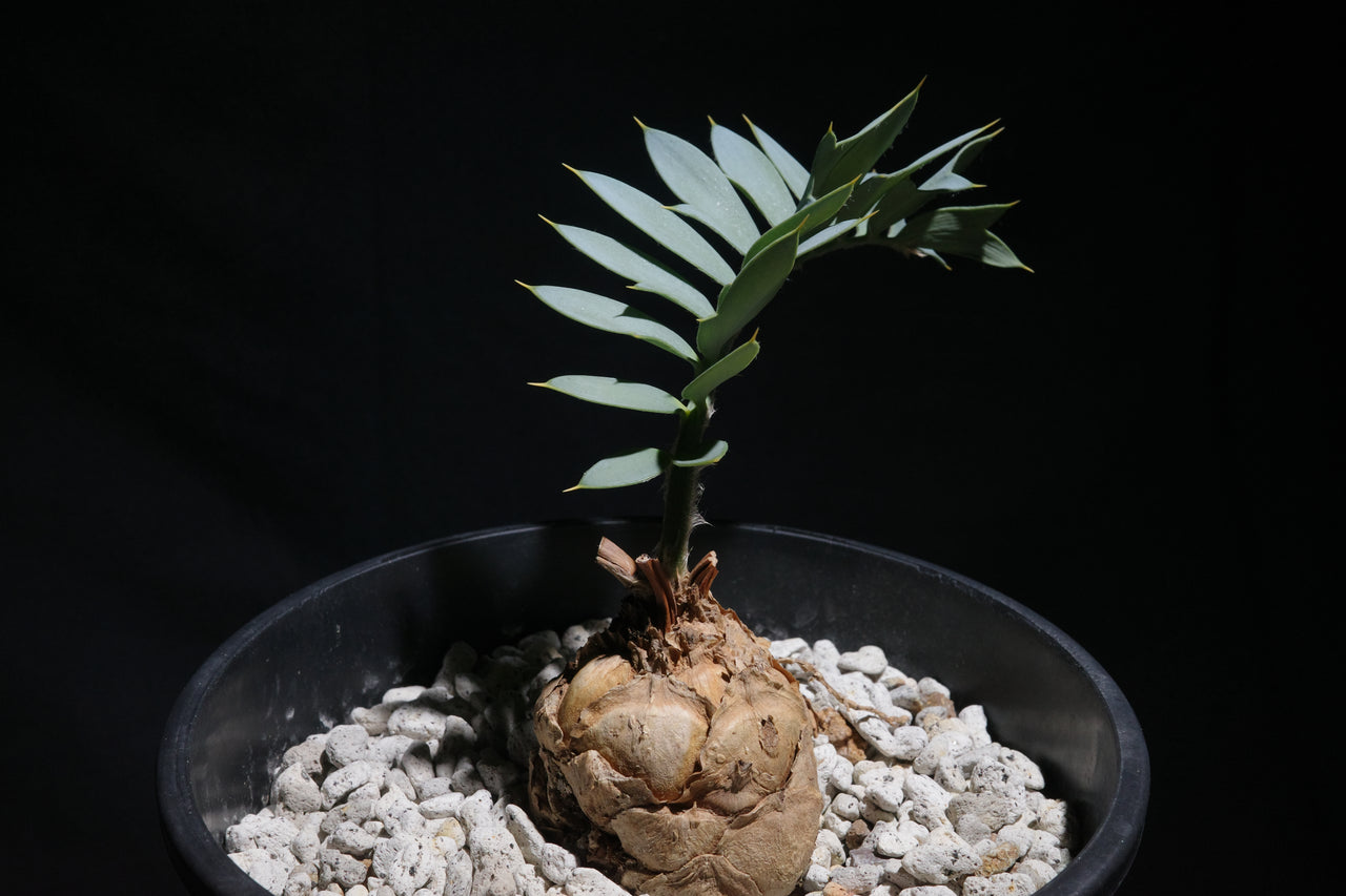 エンセファラルトス・ホリダス｜Encephalartos horridus　①