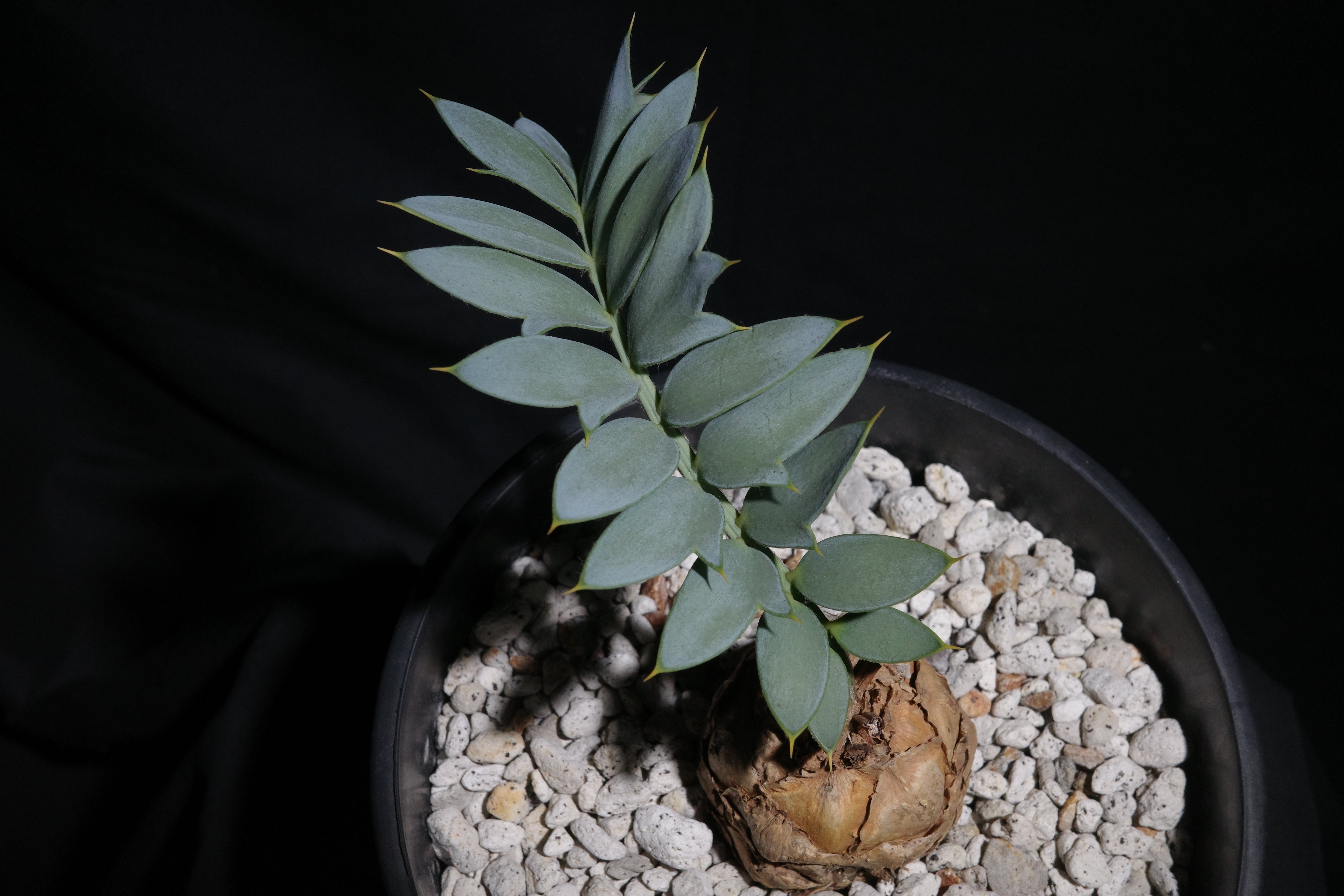 エンセファラルトス・ホリダス｜Encephalartos horridus ① – ROUTE