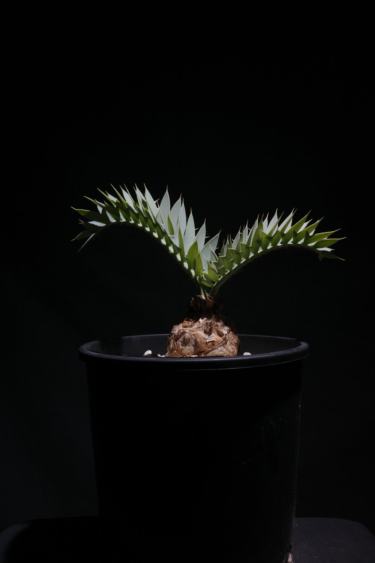 エンセファラルトス・ホリダス｜Encephalartos horridus　②