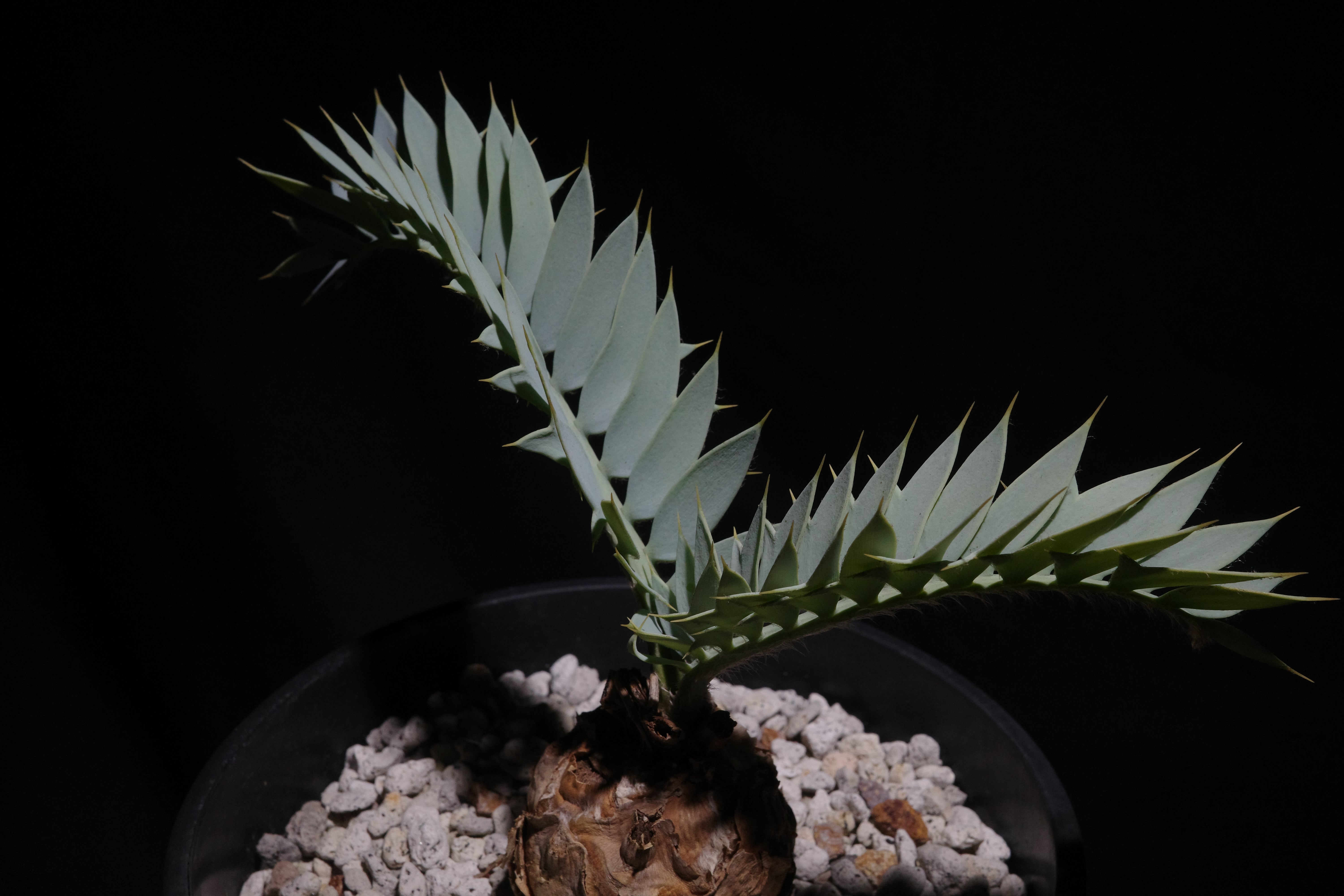 エンセファラルトス・ホリダス｜Encephalartos horridus ②