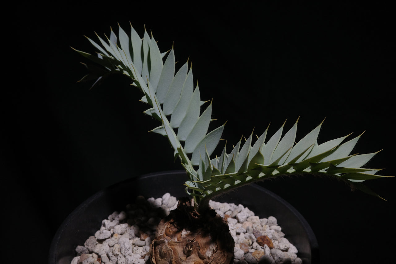 エンセファラルトス・ホリダス｜Encephalartos horridus　②