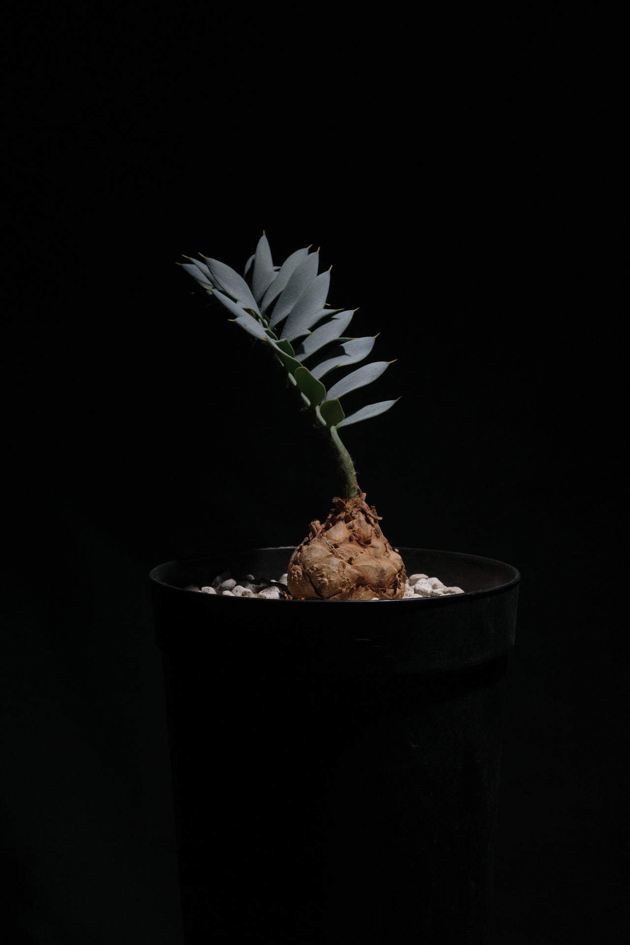 エンセファラルトス・ホリダス｜Encephalartos horridus　③