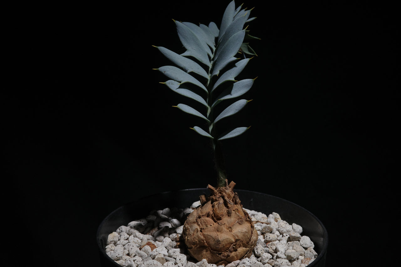 エンセファラルトス・ホリダス｜Encephalartos horridus　③