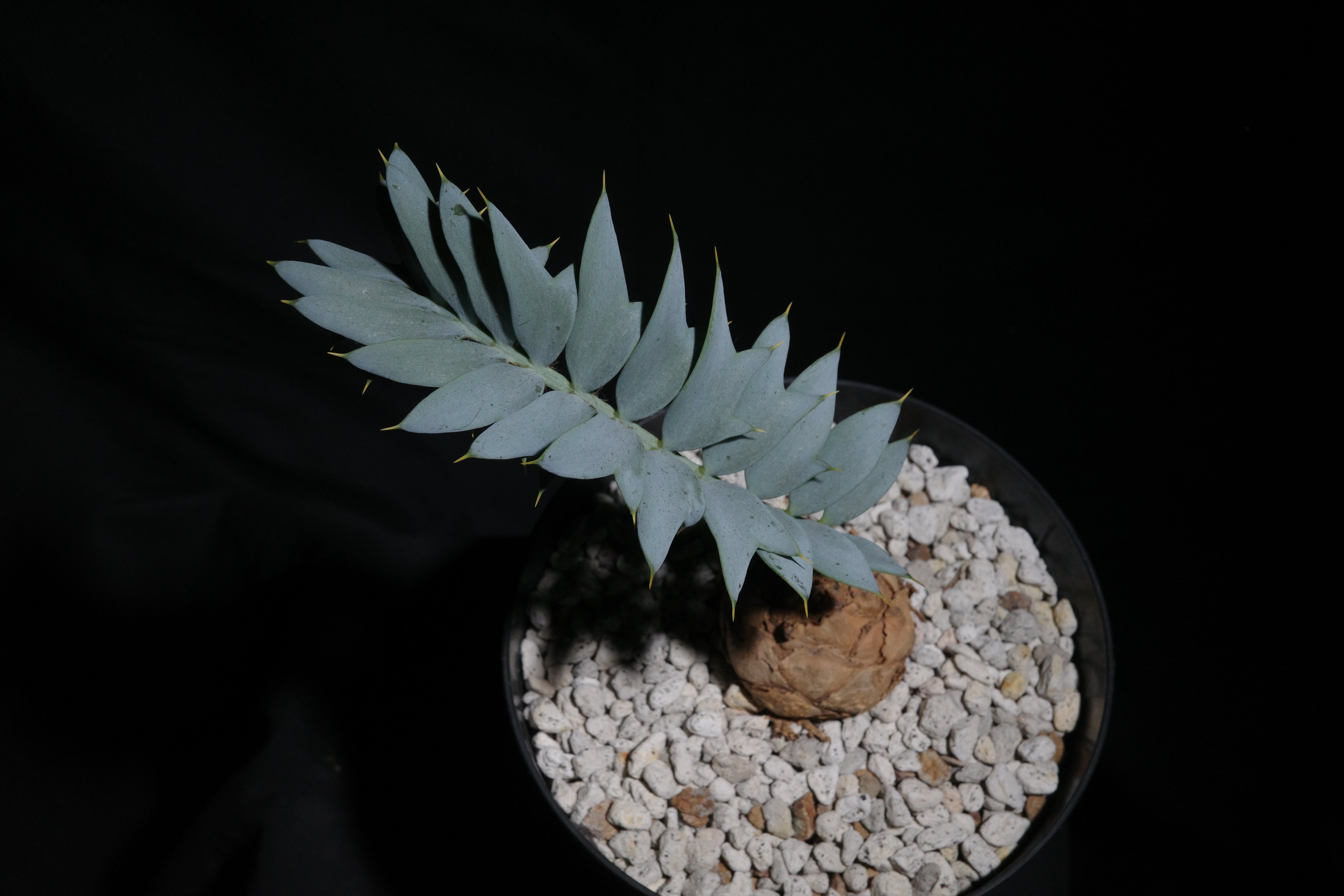 エンセファラルトス・ホリダス｜Encephalartos horridus ③ – ROUTE