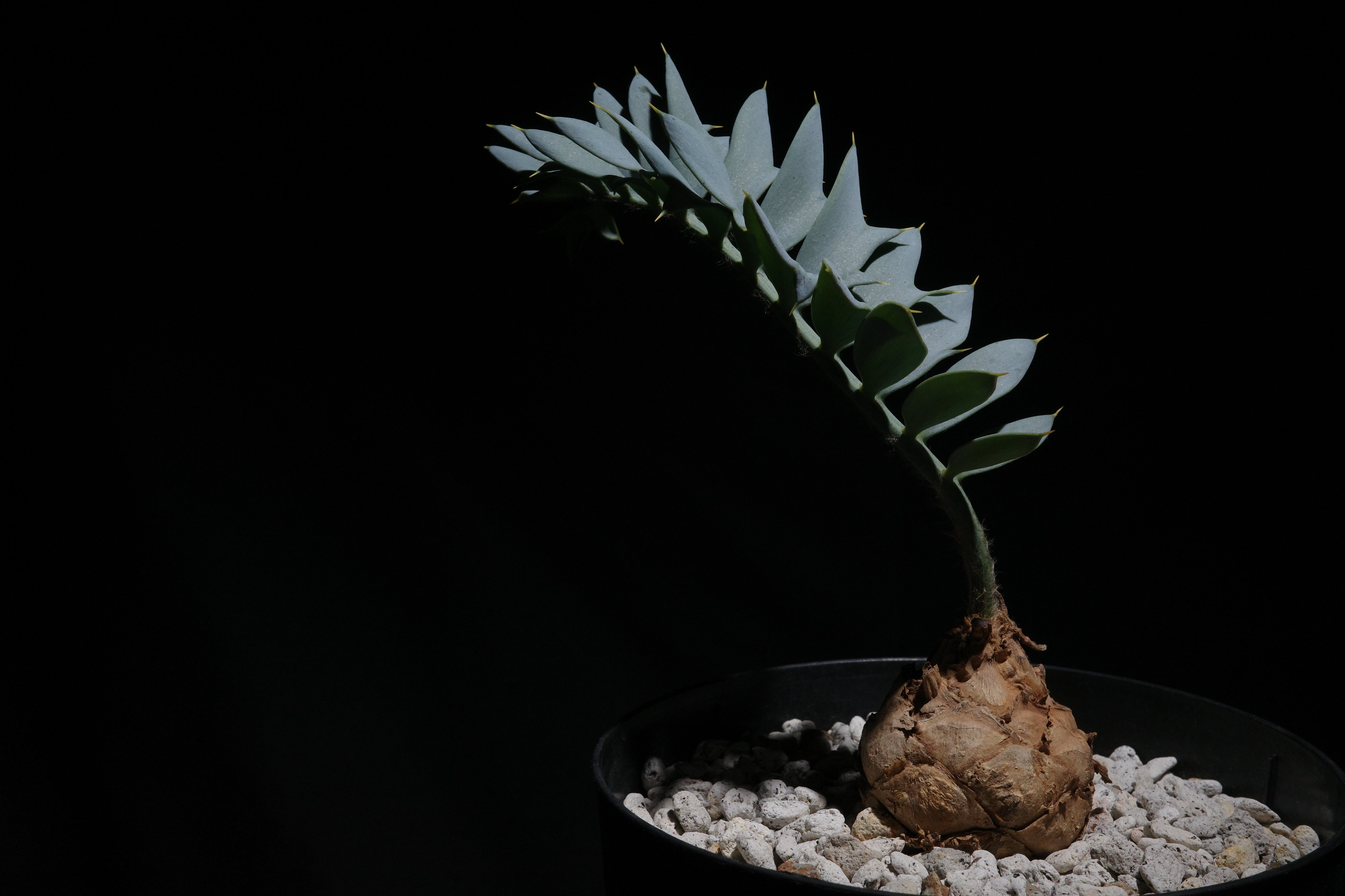 エンセファラルトス・ホリダス｜Encephalartos horridus ③ – ROUTE