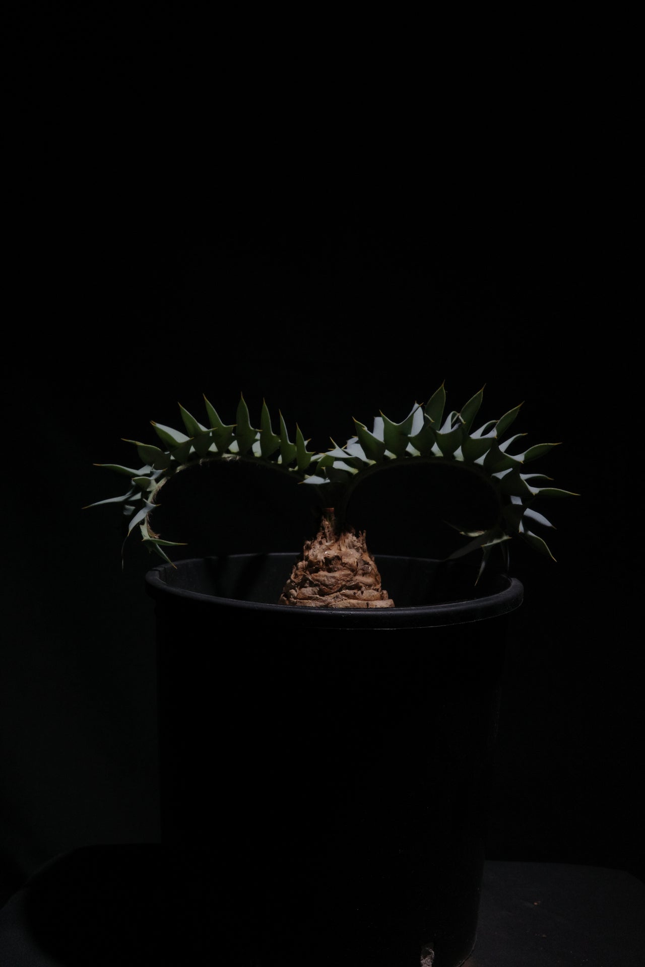 エンセファラルトス・ホリダス｜Encephalartos horridus　④