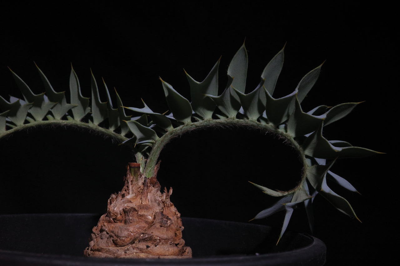 エンセファラルトス・ホリダス｜Encephalartos horridus　④