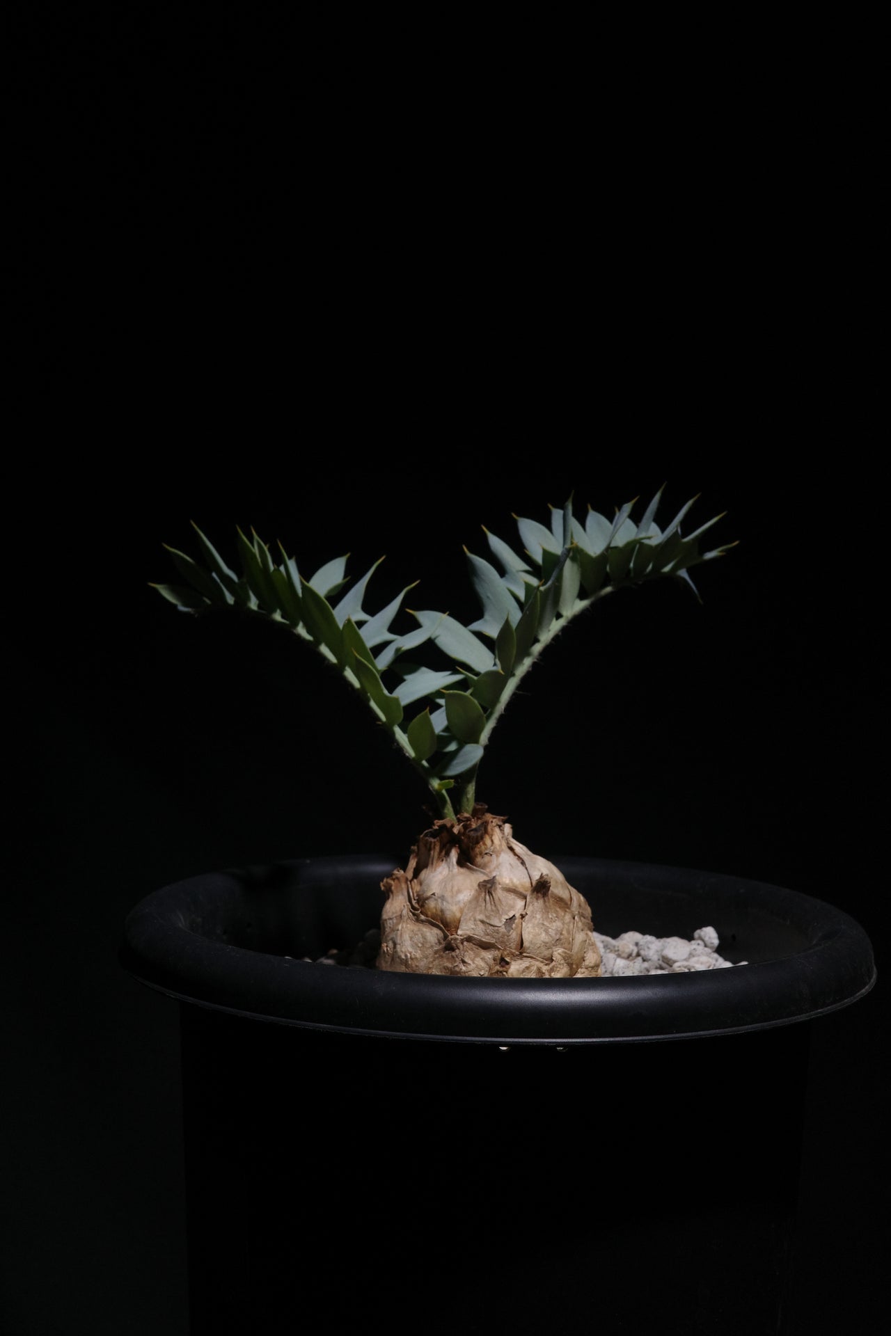 エンセファラルトス・ホリダス｜Encephalartos horridus　⑤
