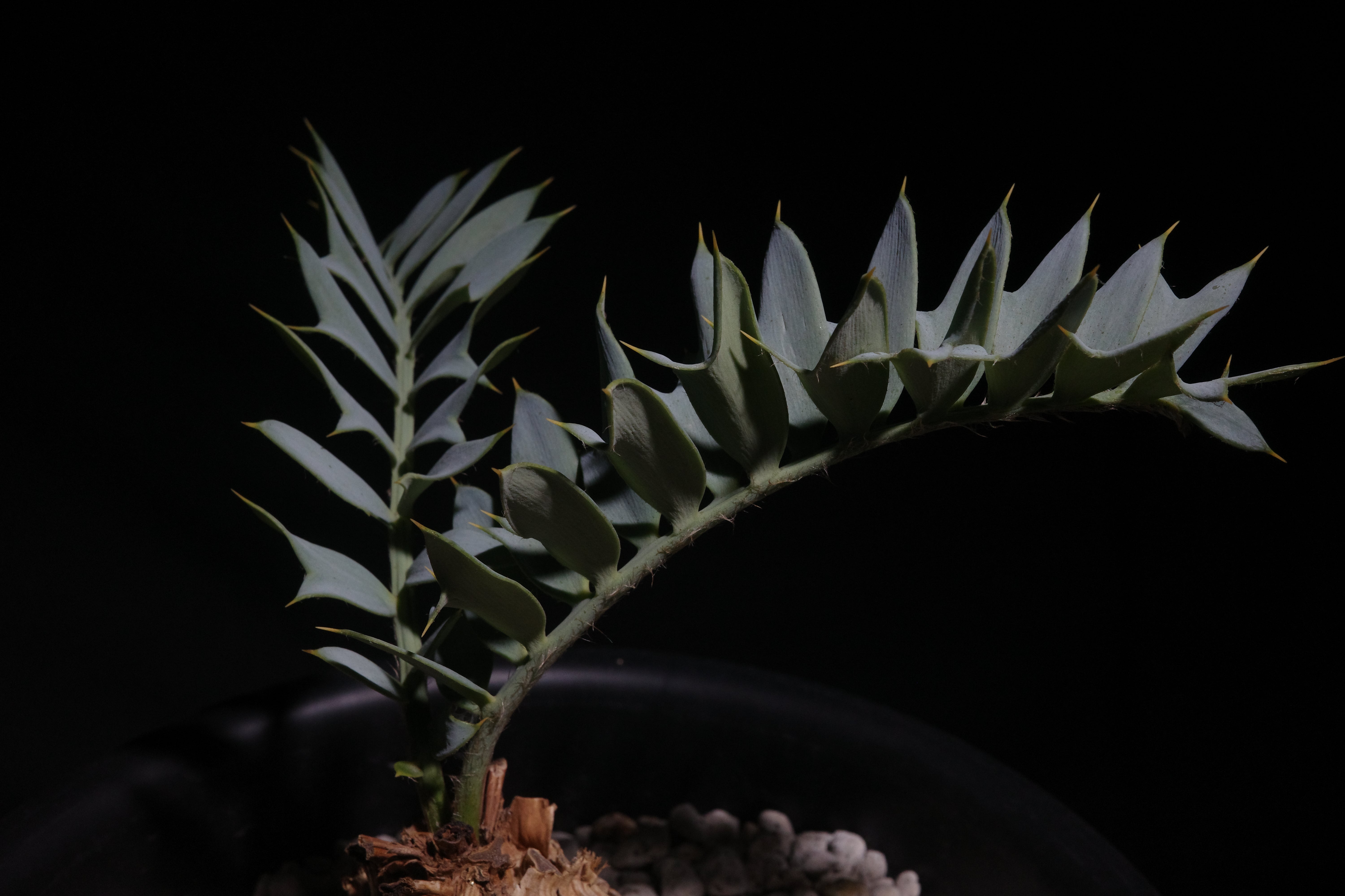 エンセファラルトス・ホリダス｜Encephalartos horridus ⑤ – ROUTE